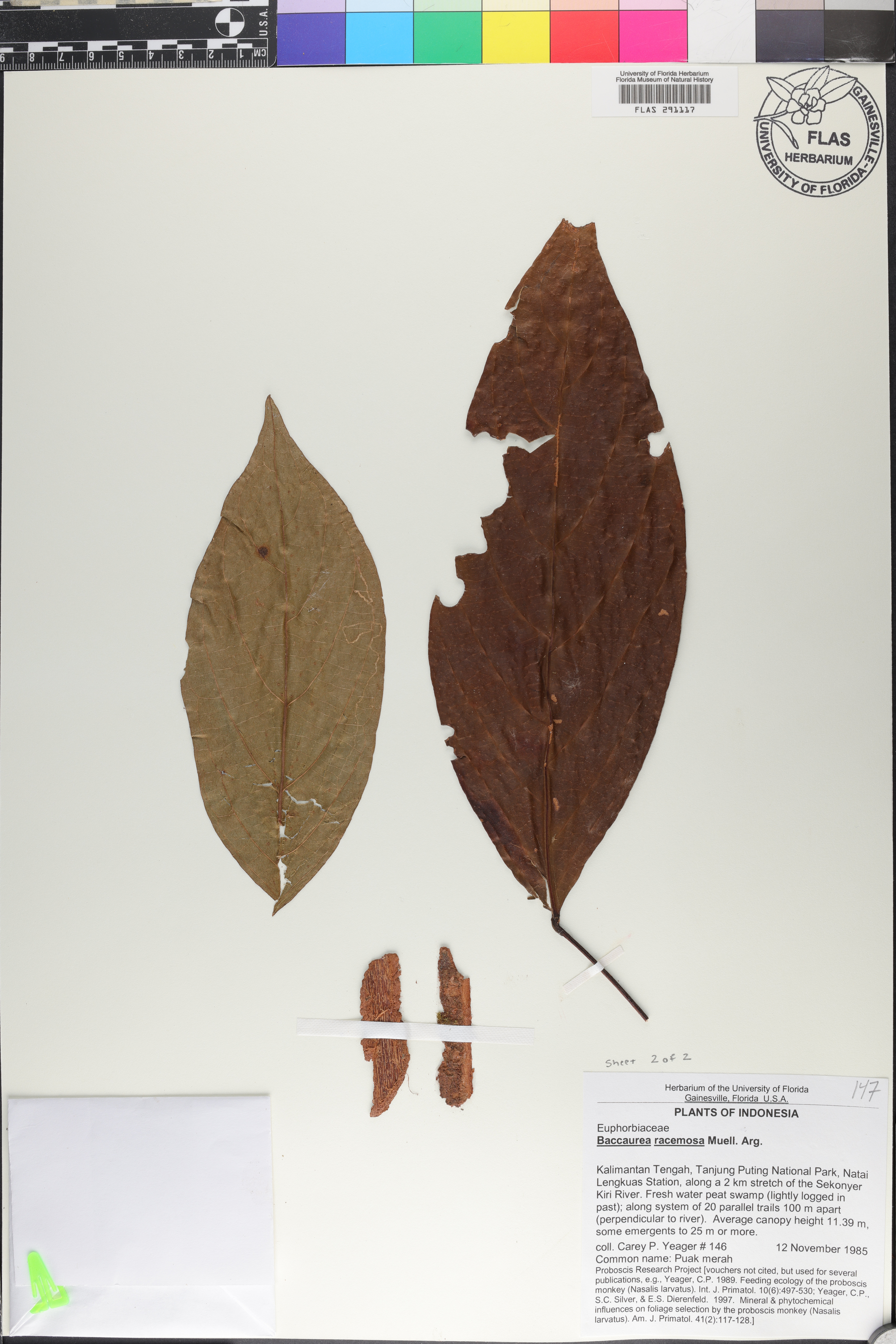 Baccaurea racemosa image