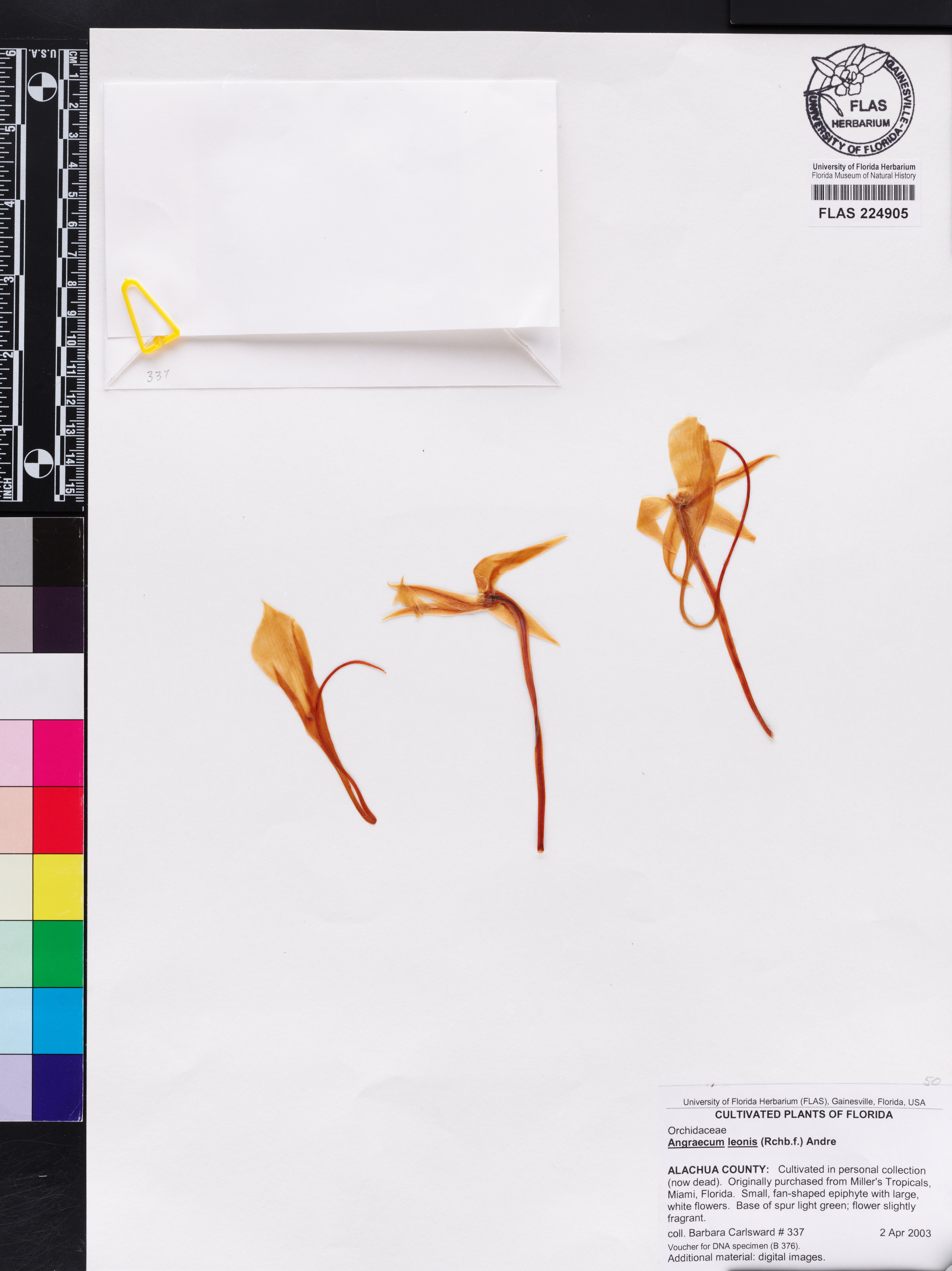 Angraecum leonis