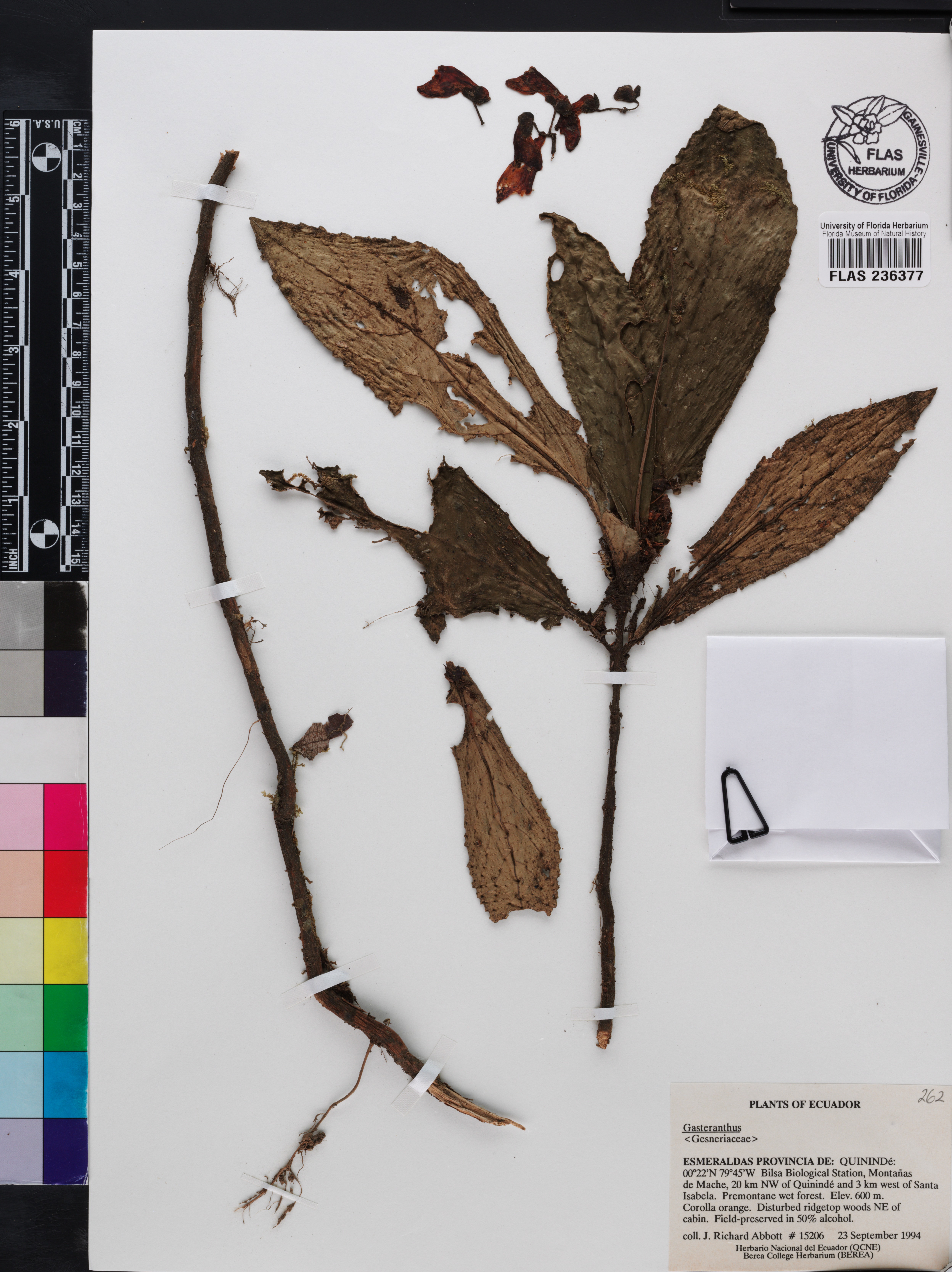 Gasteranthus calcaratus image