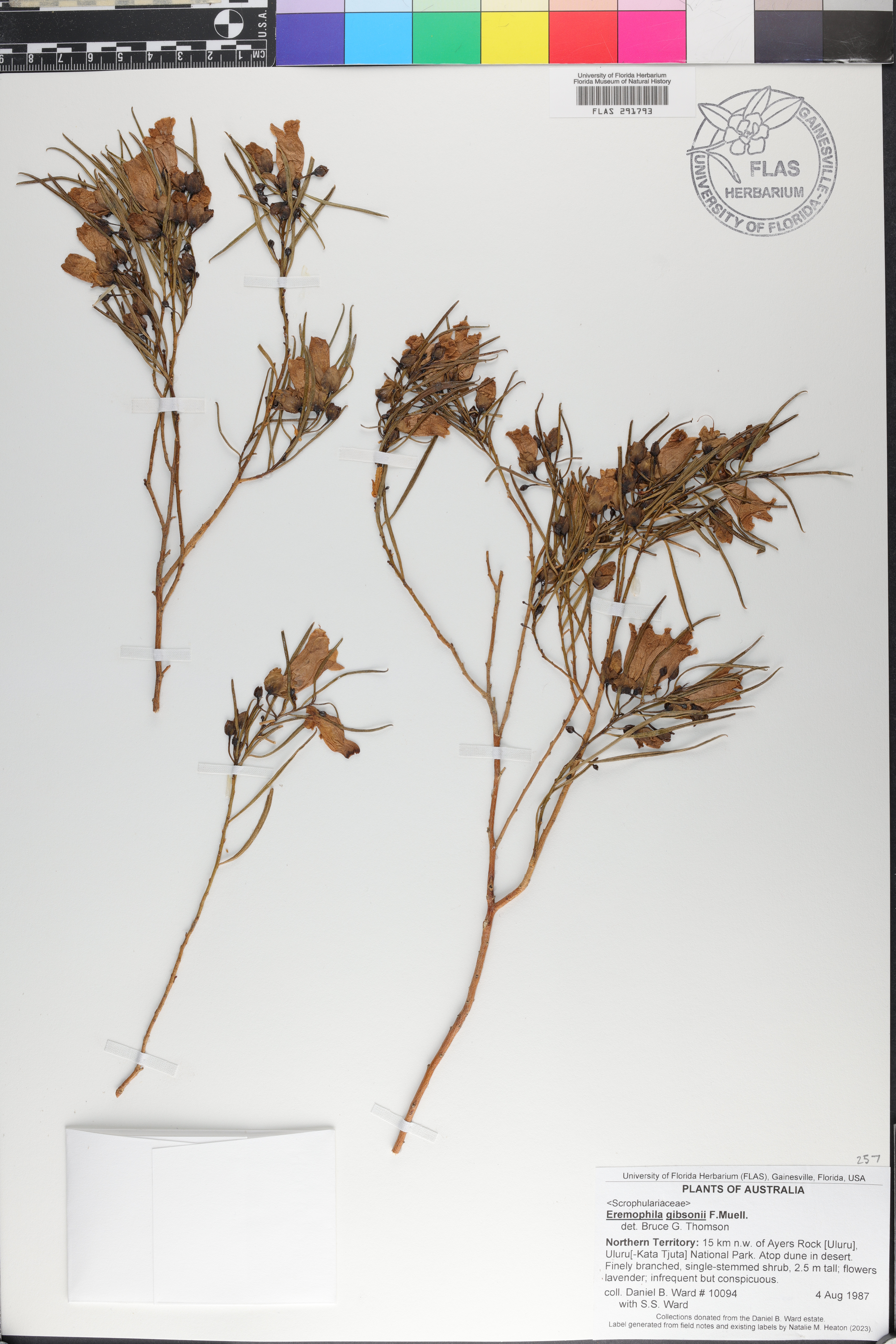 Eremophila gibsonii image