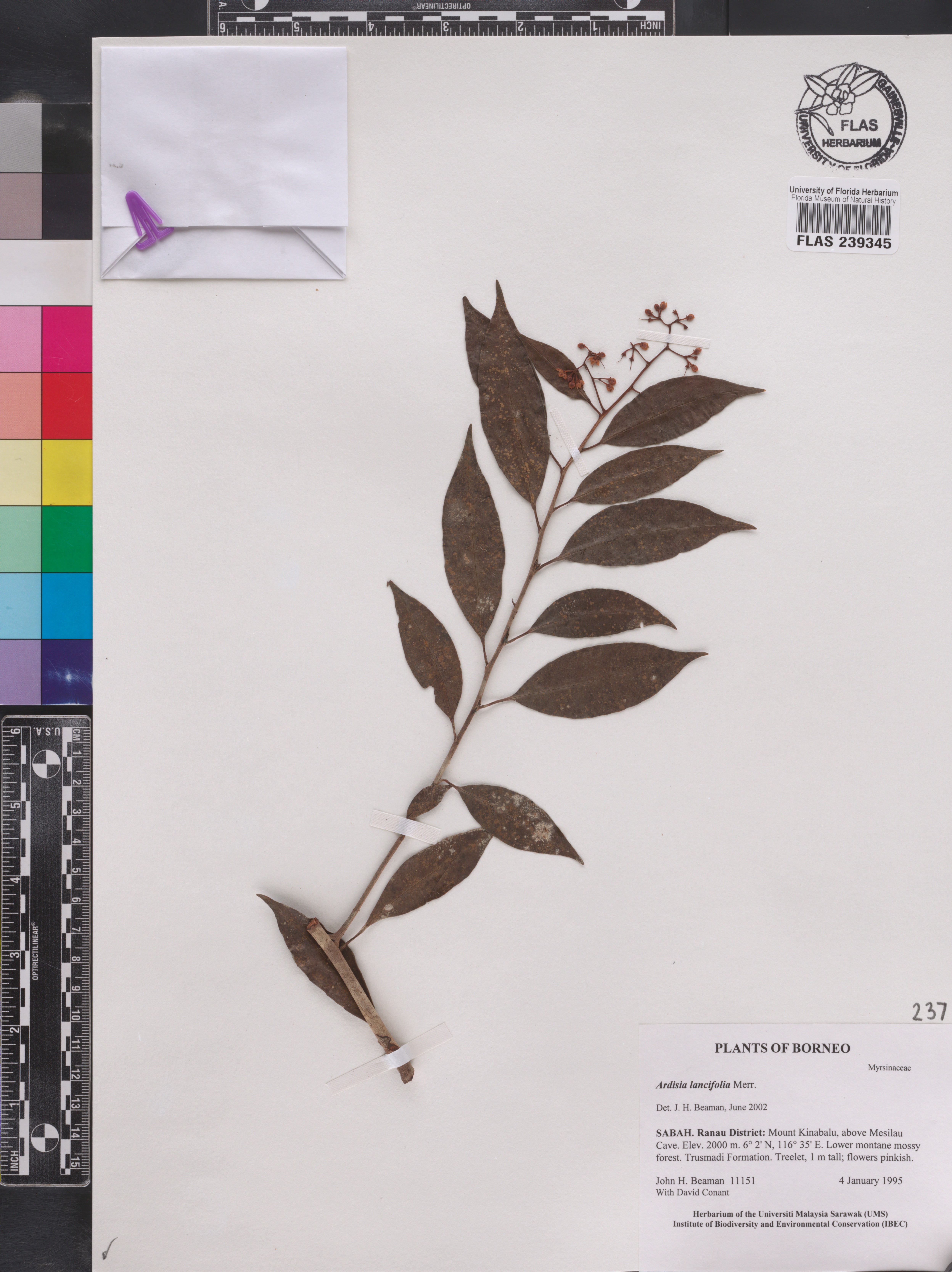Ardisia lancifolia image