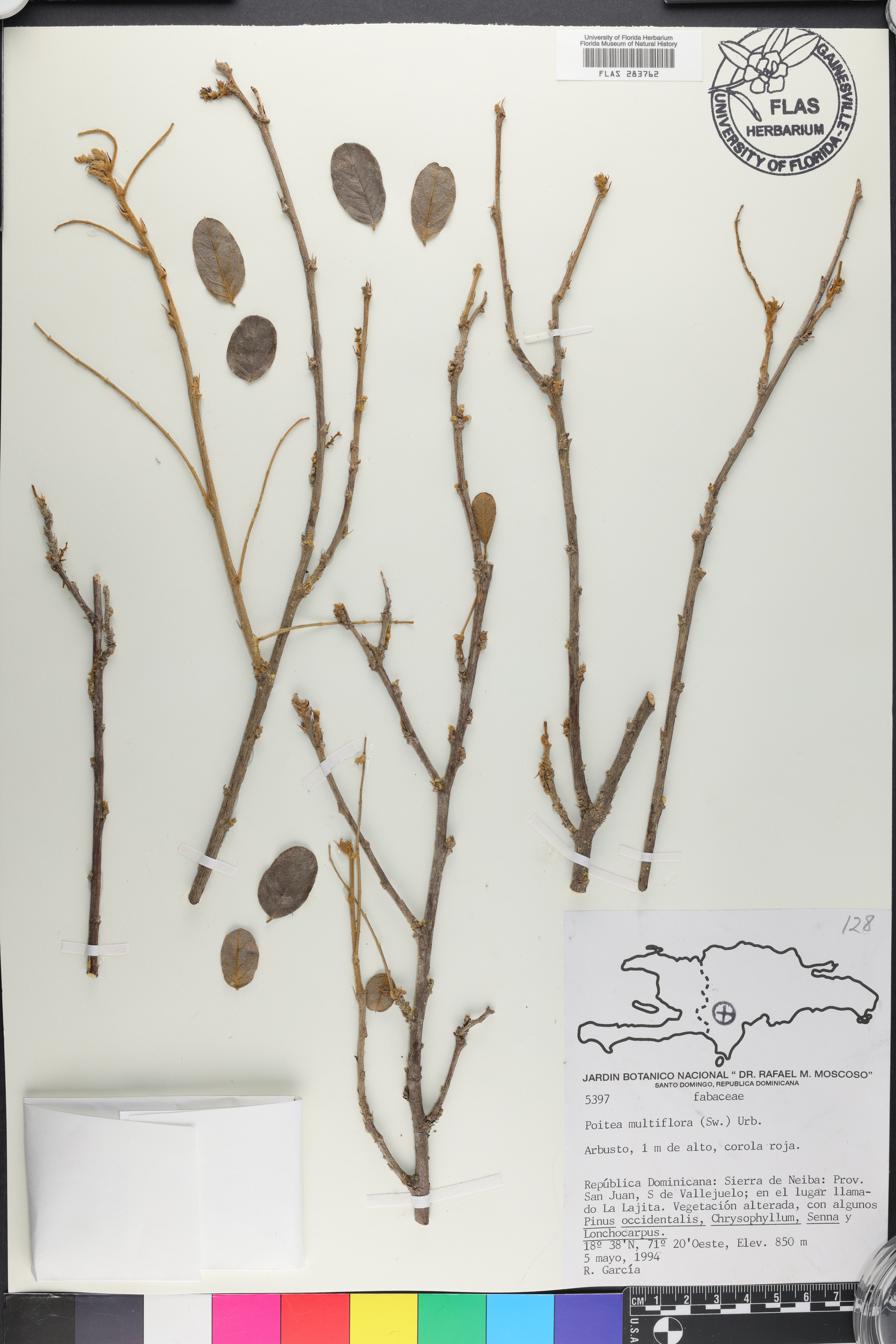 Poitea multiflora image