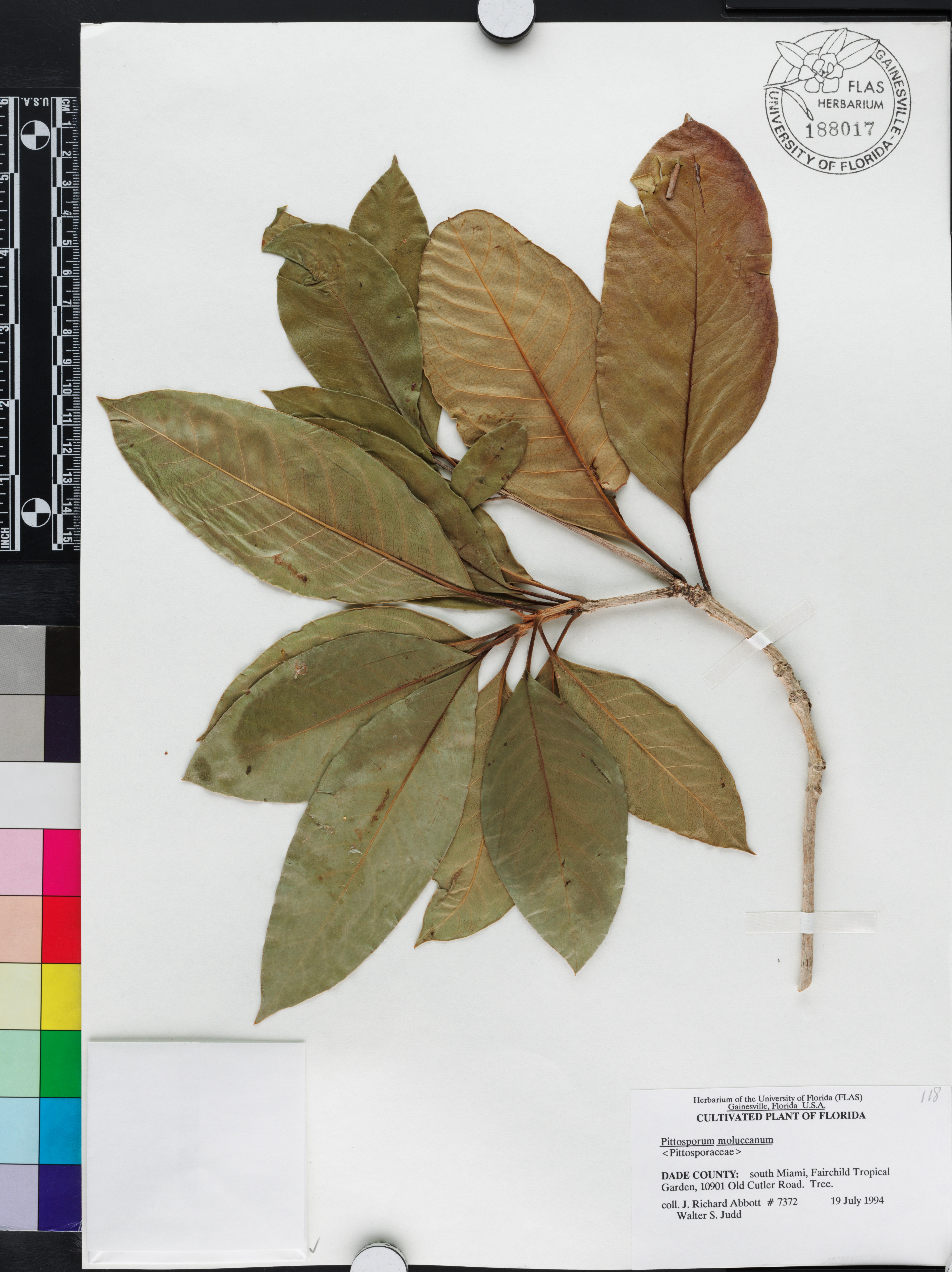 Pittosporum moluccanum image