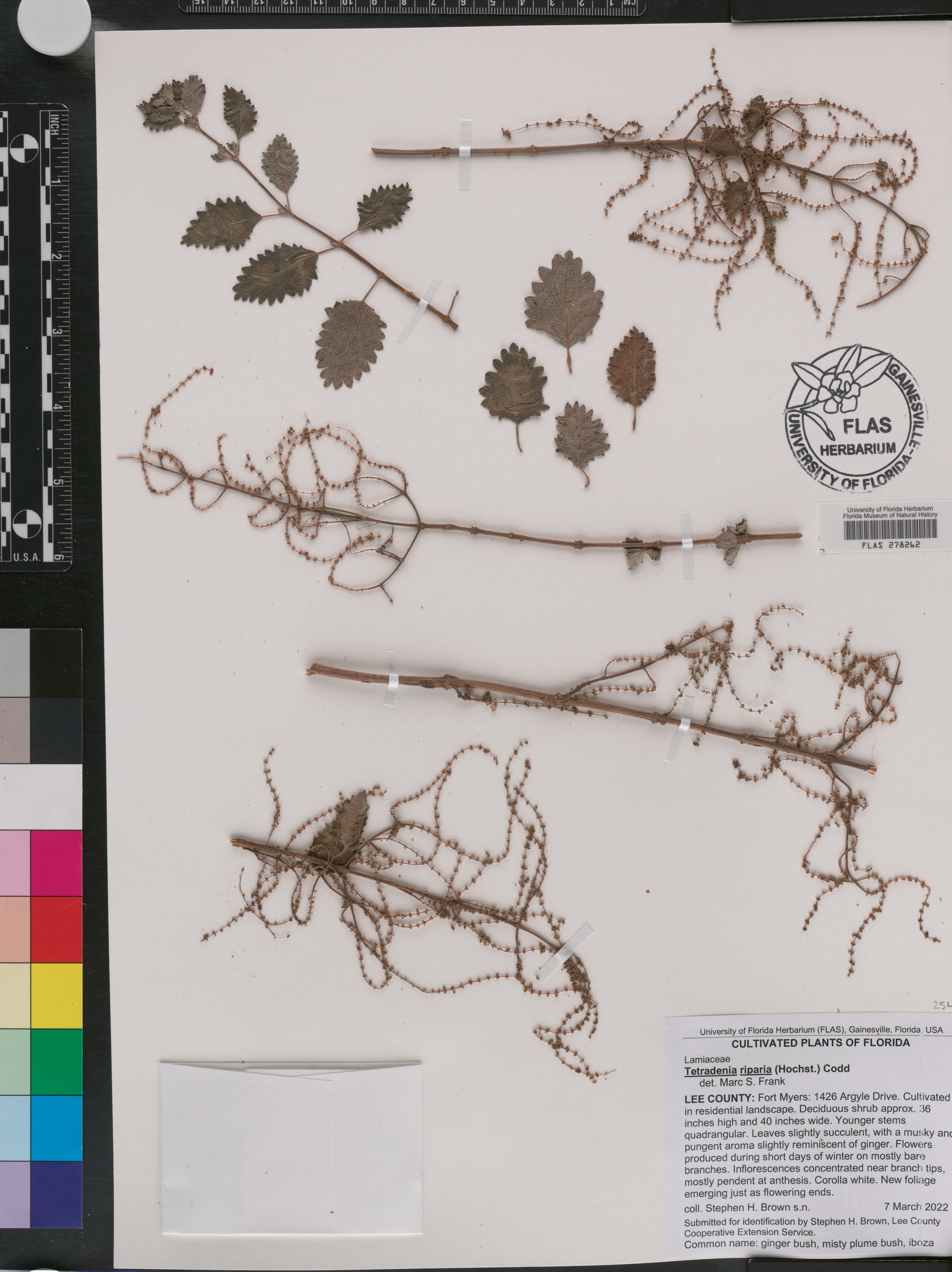 Tetradenia riparia image