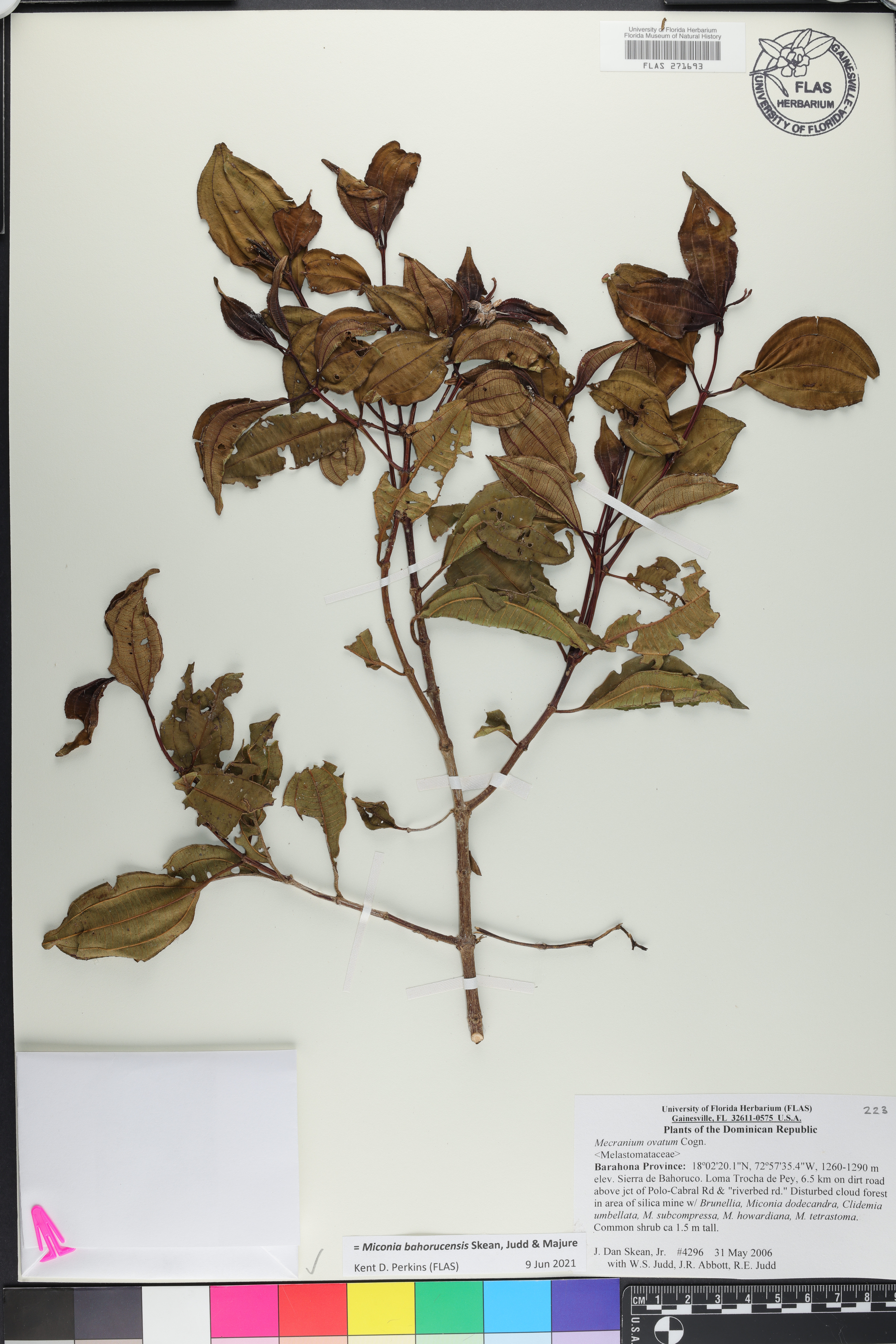 Miconia bahorucensis image