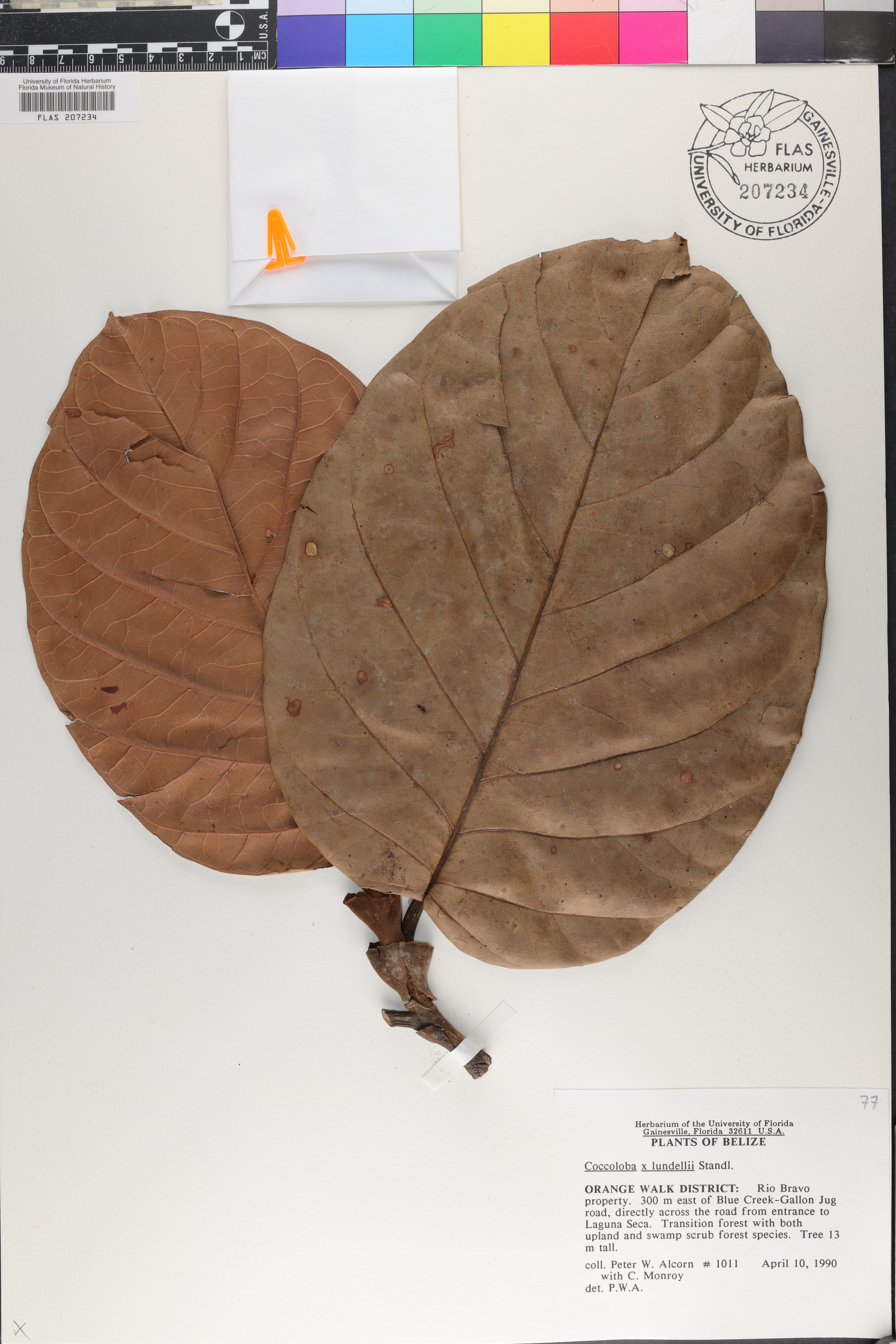 Coccoloba × lundellii image