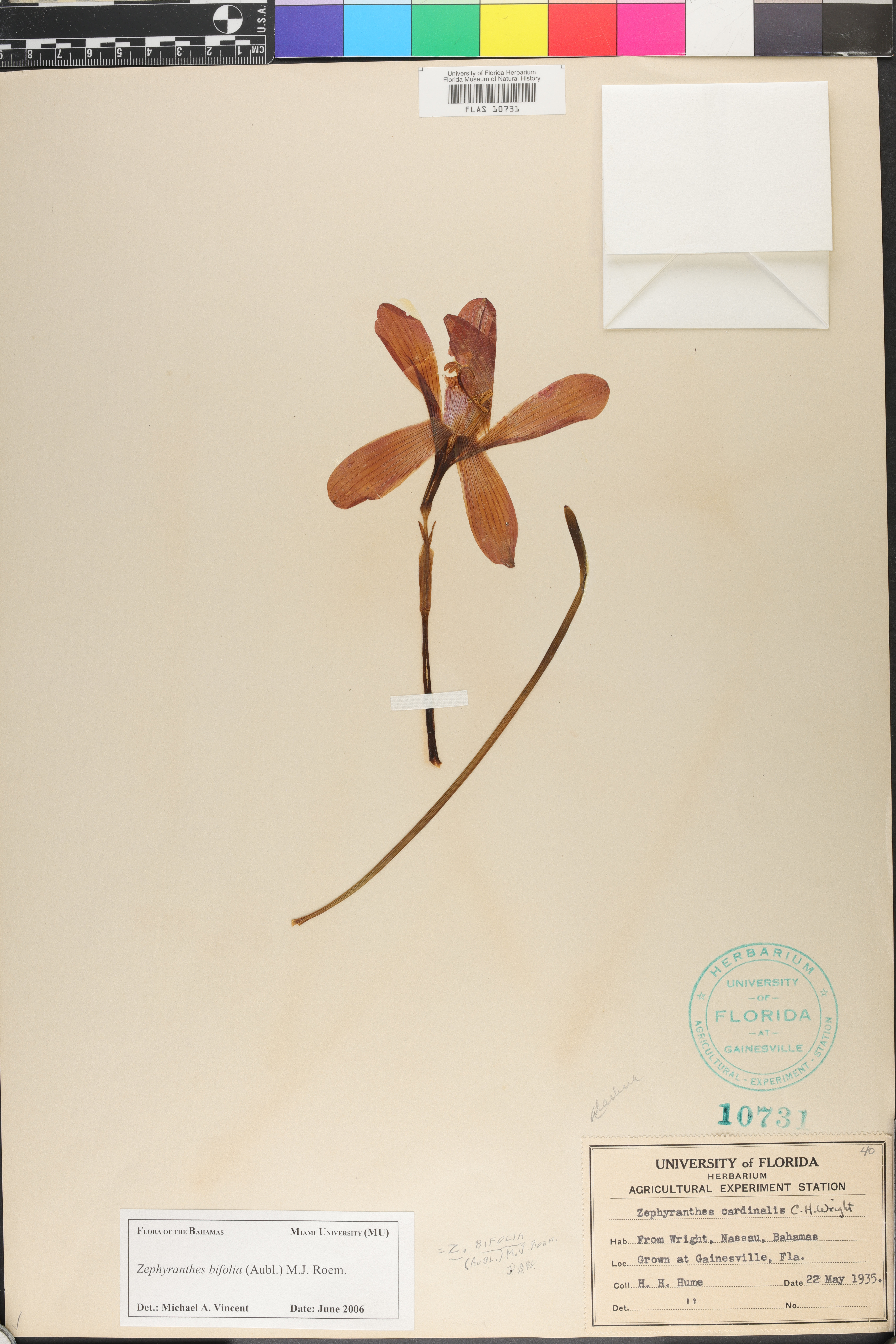 Zephyranthes bifolia image