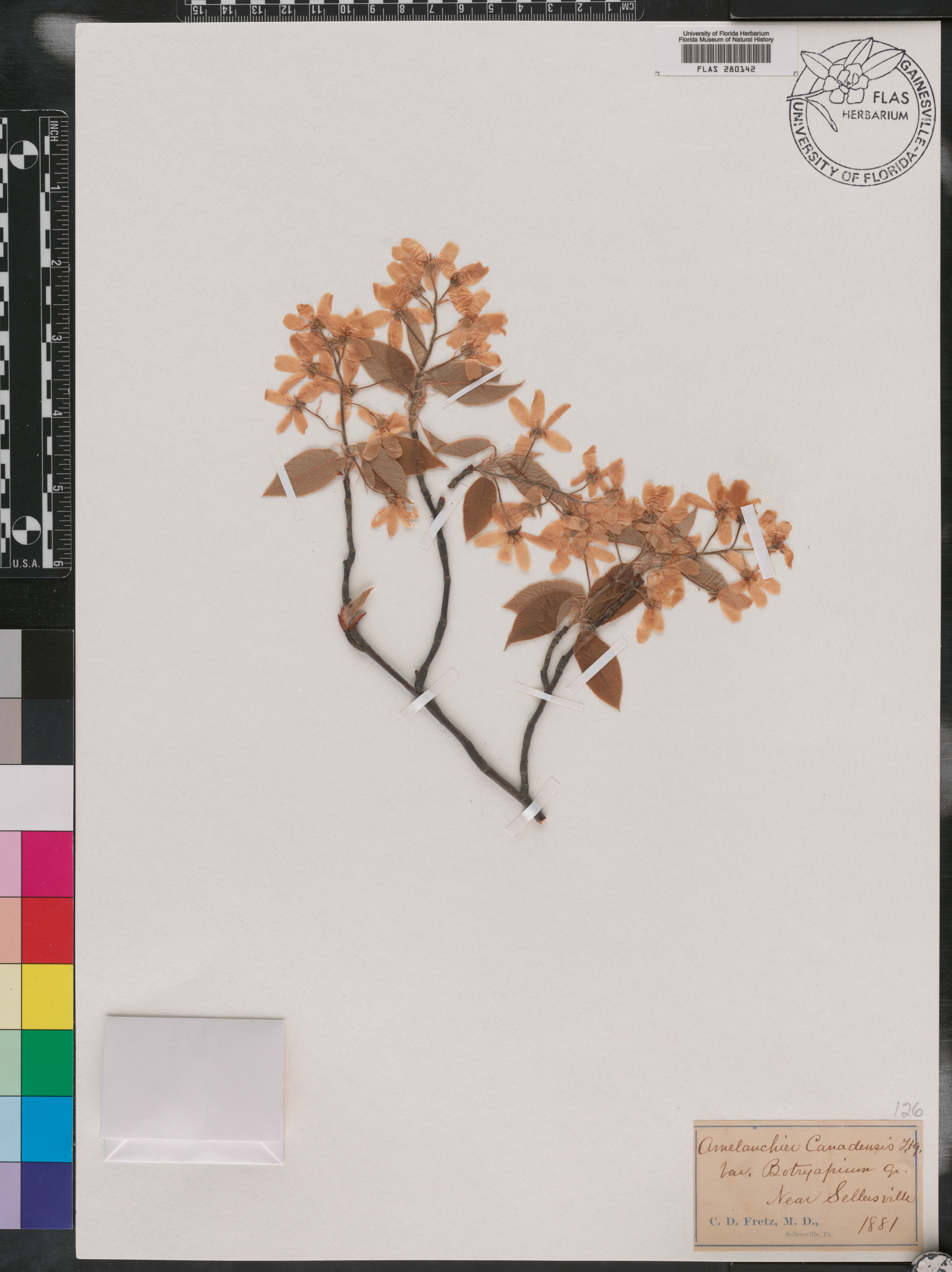 Amelanchier canadensis var. botryapium image