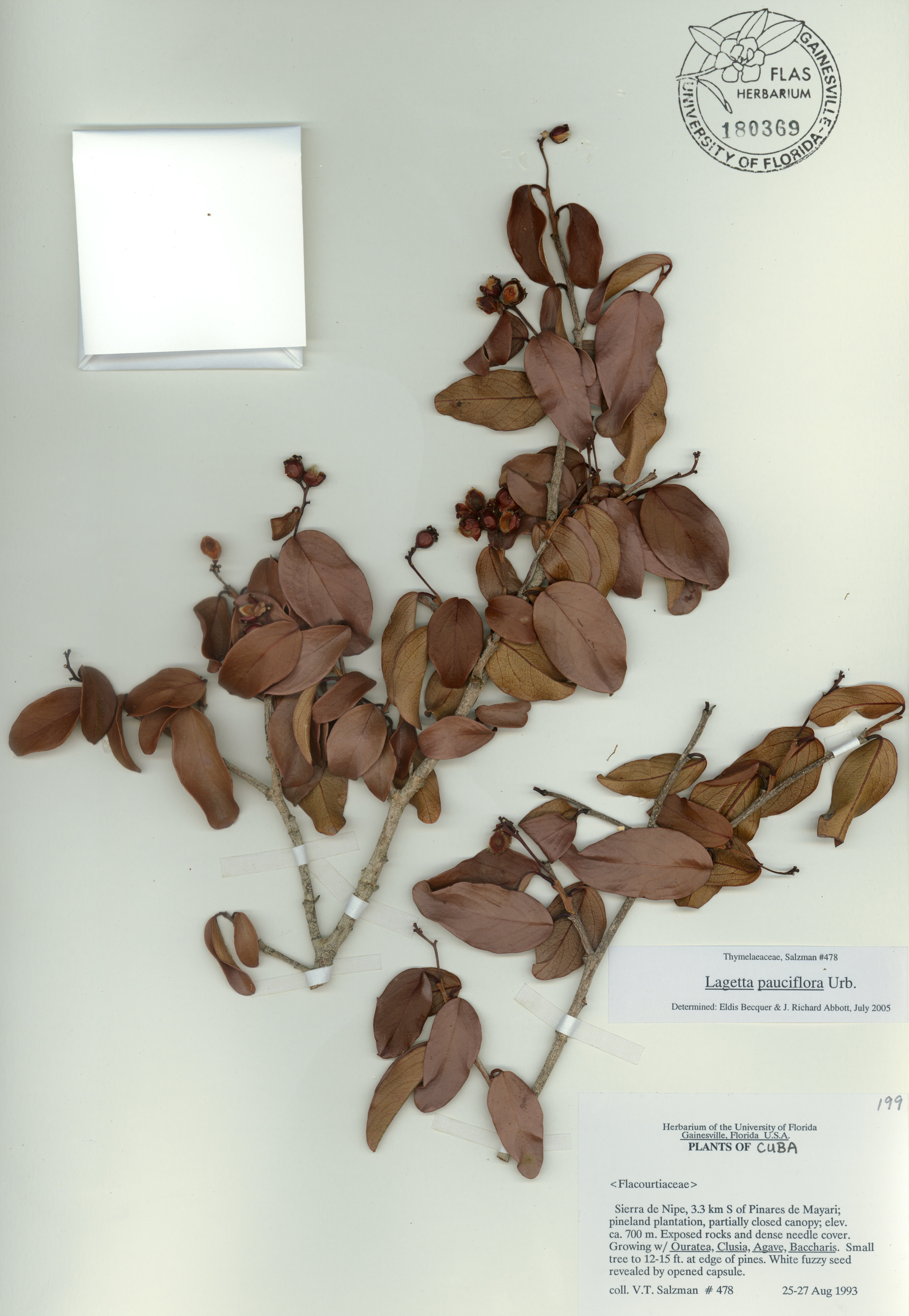 Lagetta valenzuelana subsp. pauciflora image