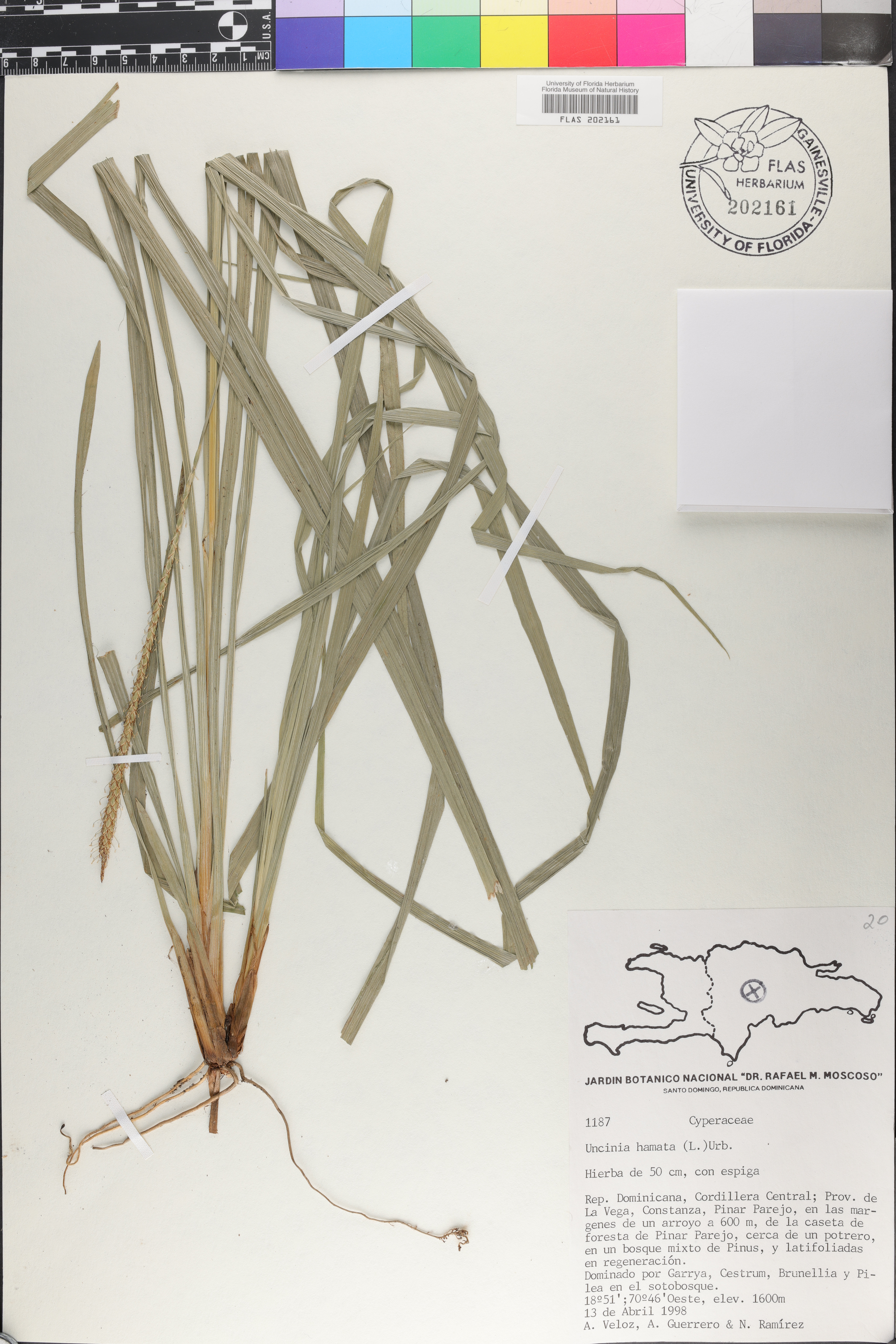 Uncinia hamata image