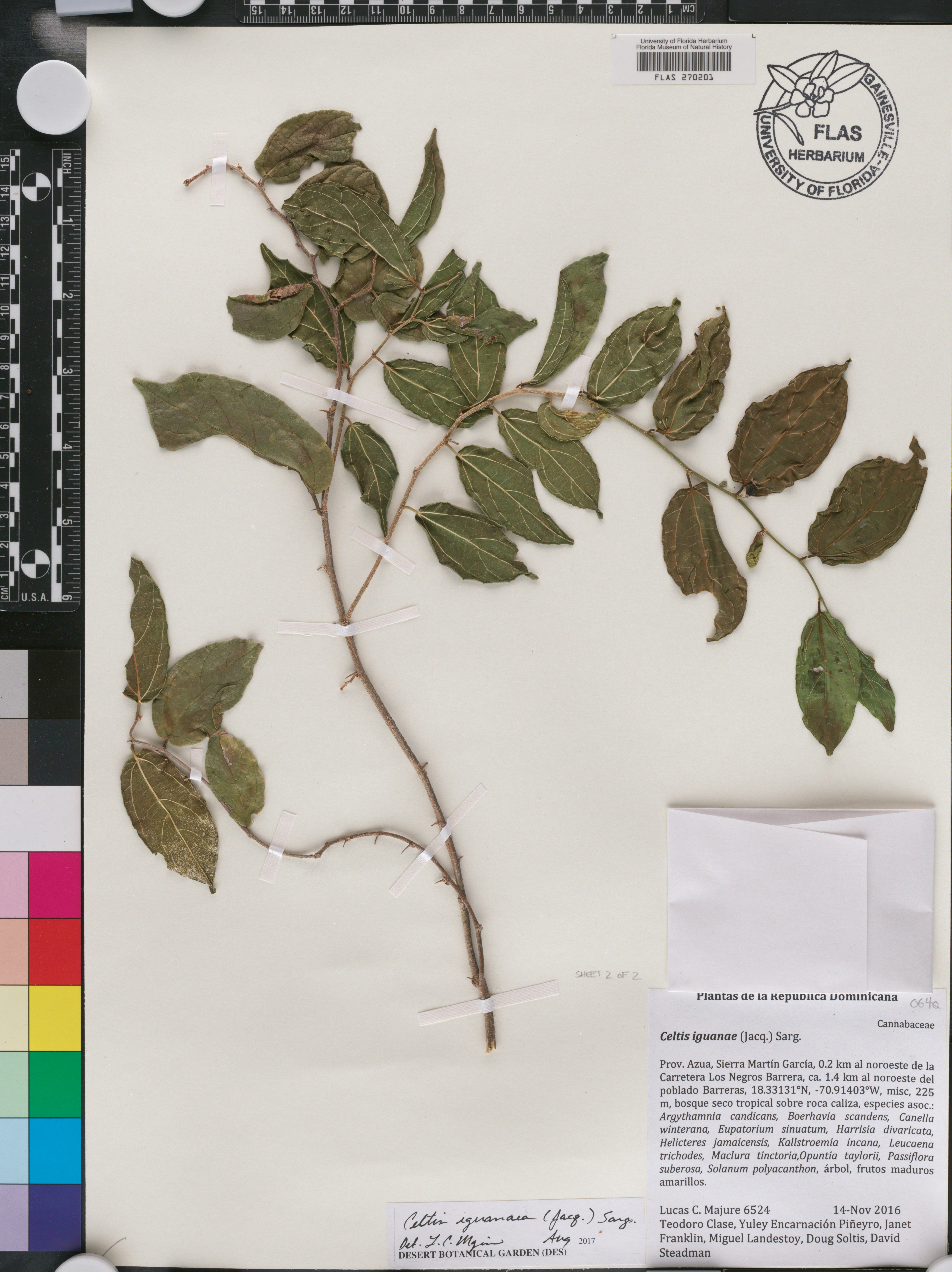 Celtis iguanaea image