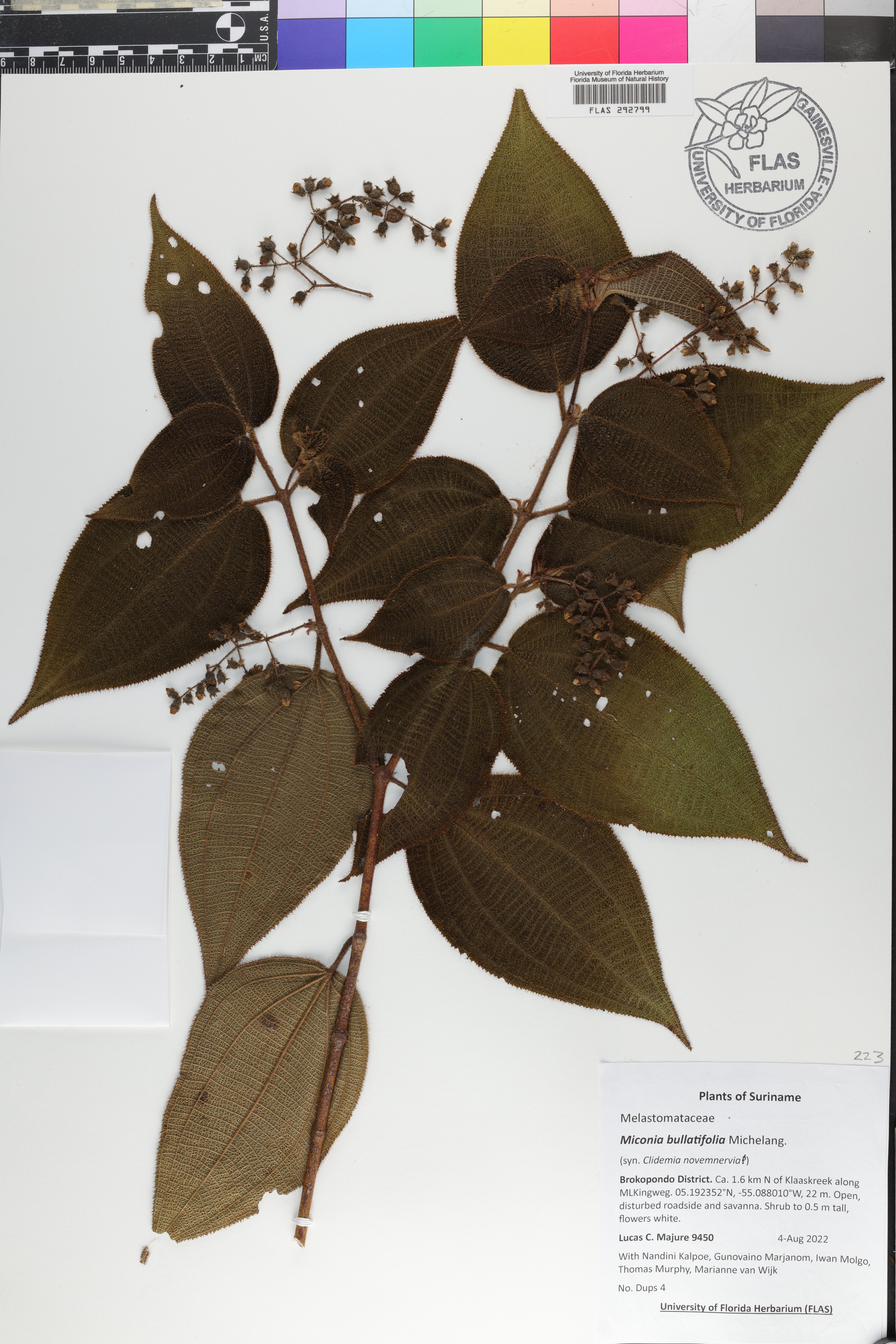 Miconia bullatifolia image