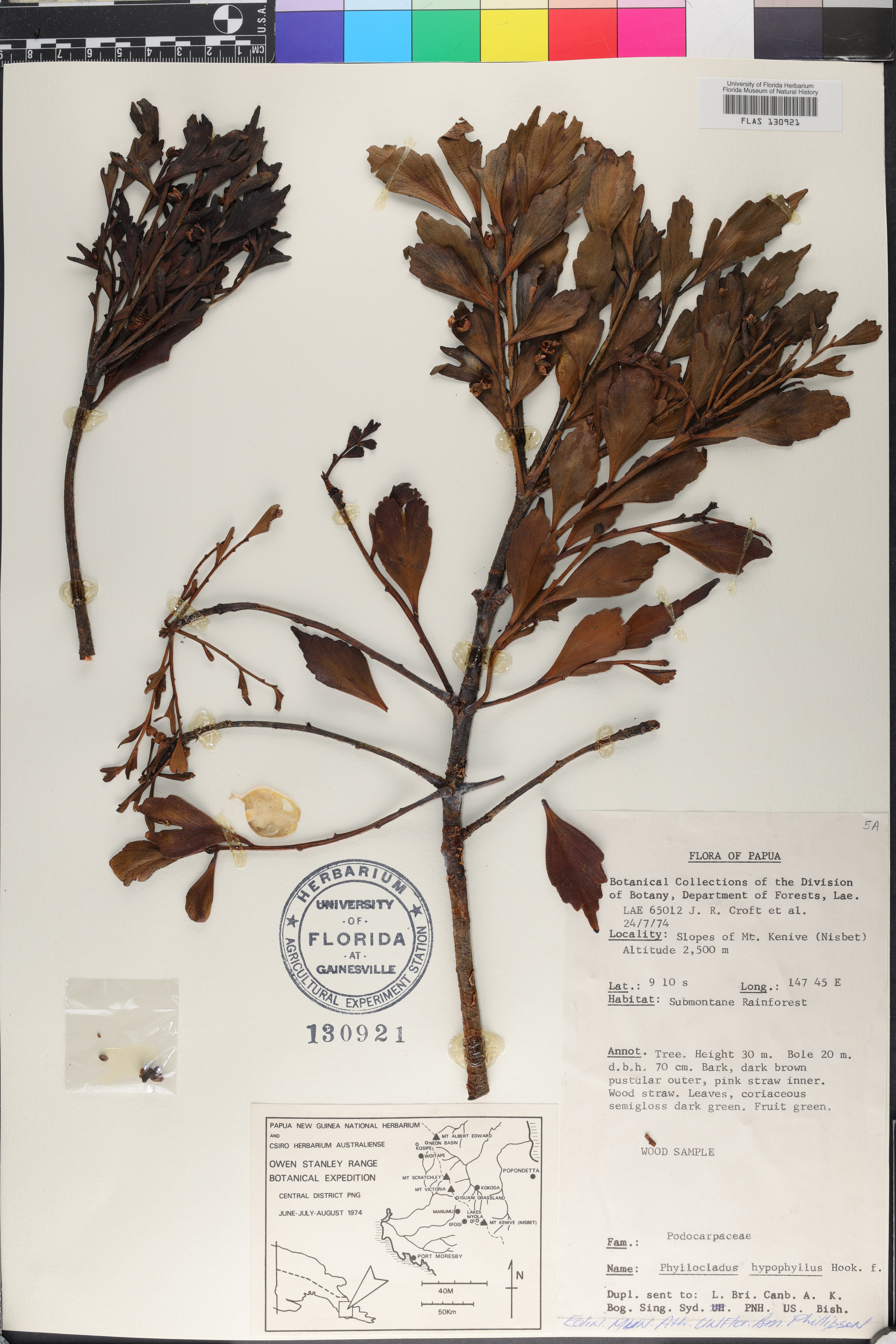 Phyllocladus image