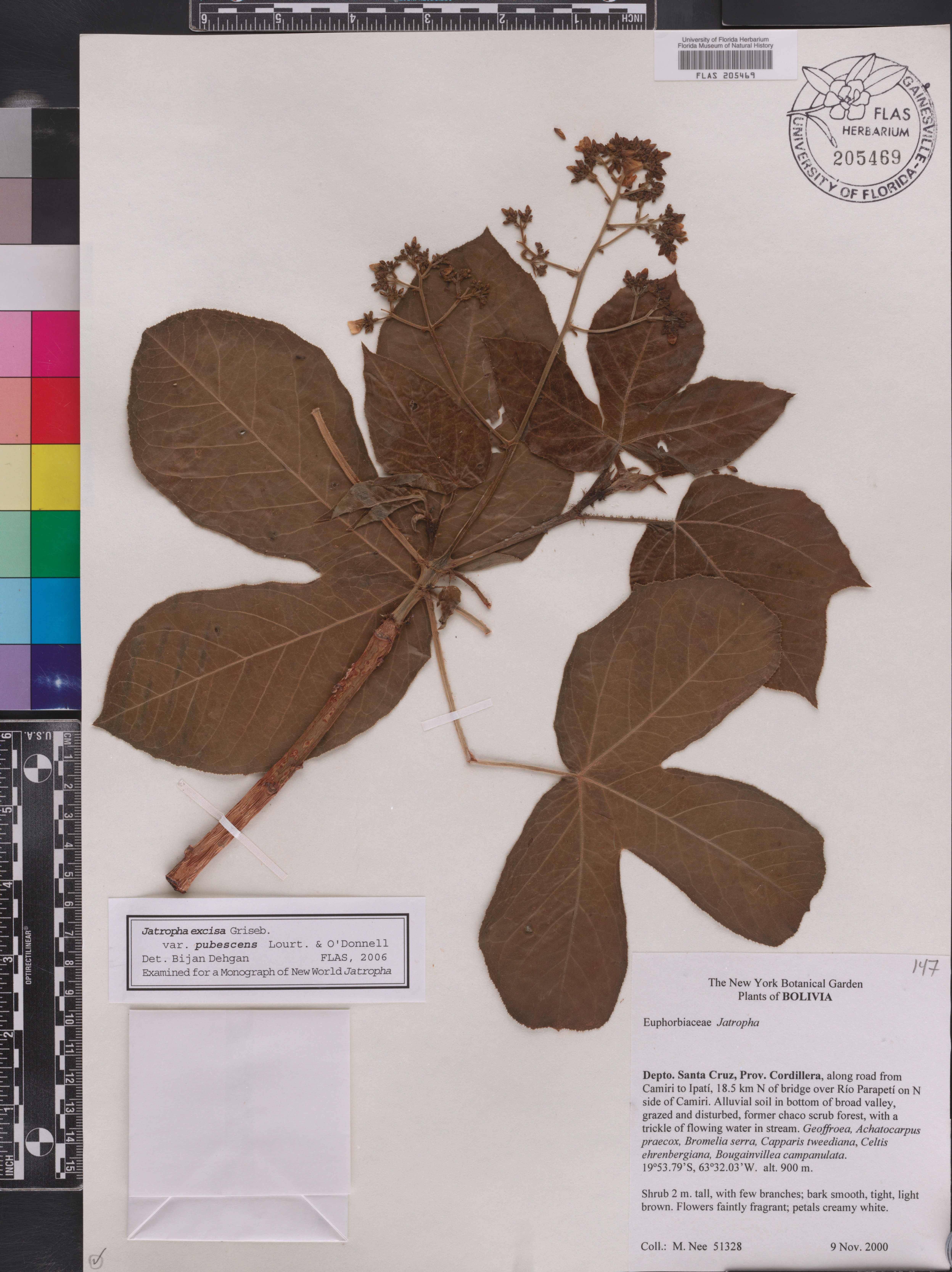 Jatropha excisa var. pubescens image