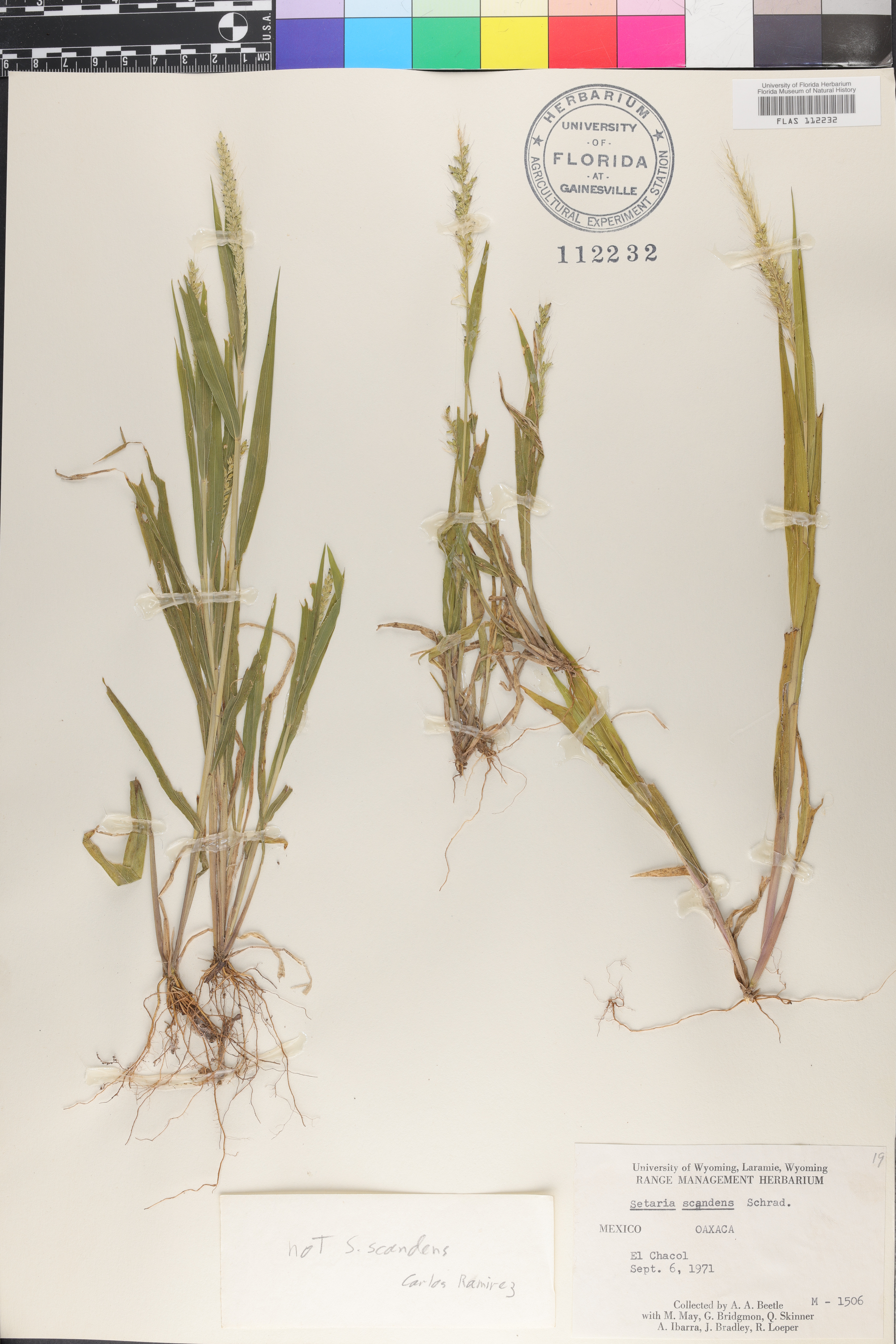 Setaria scandens image