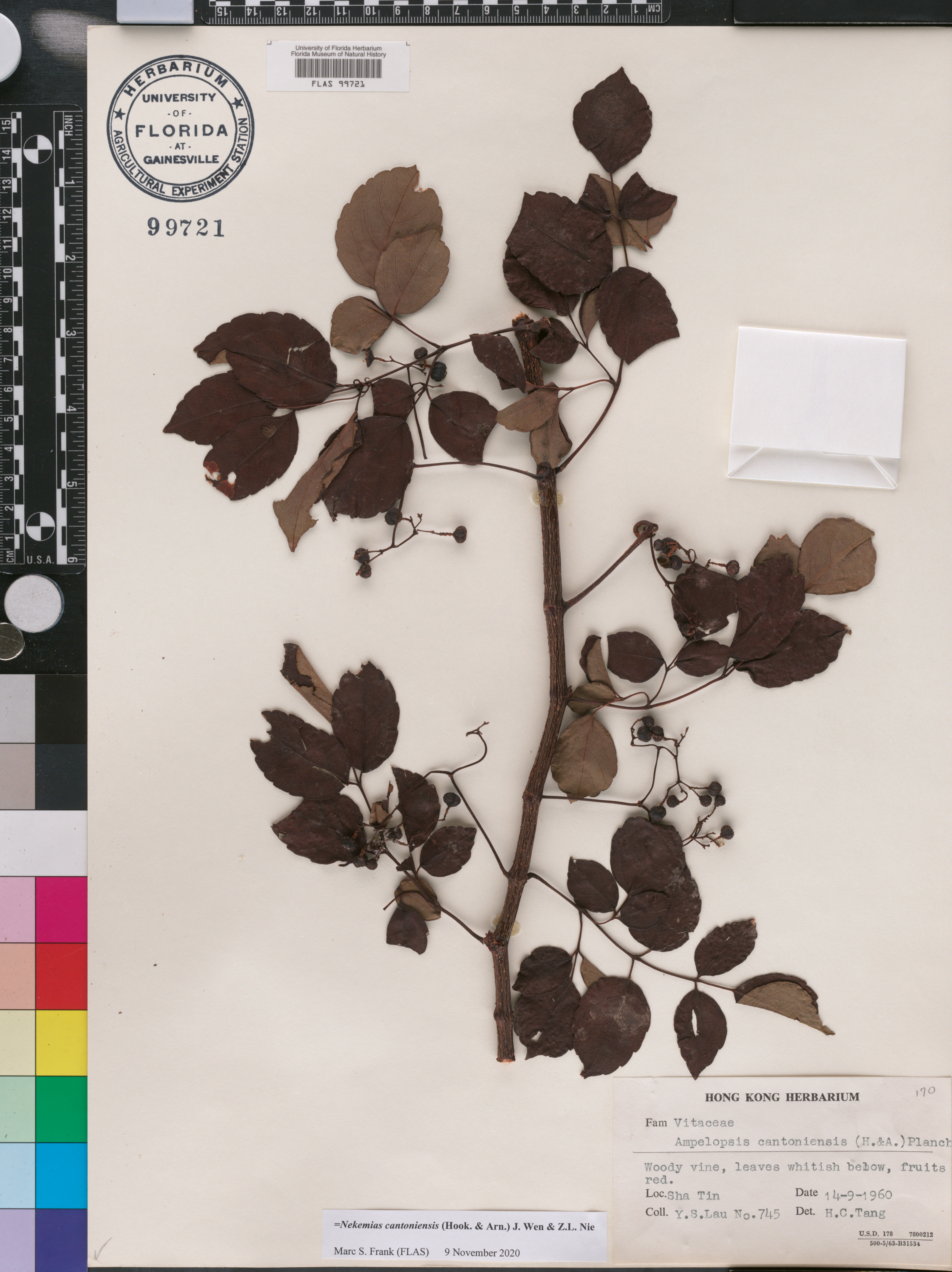 Nekemias cantoniensis image
