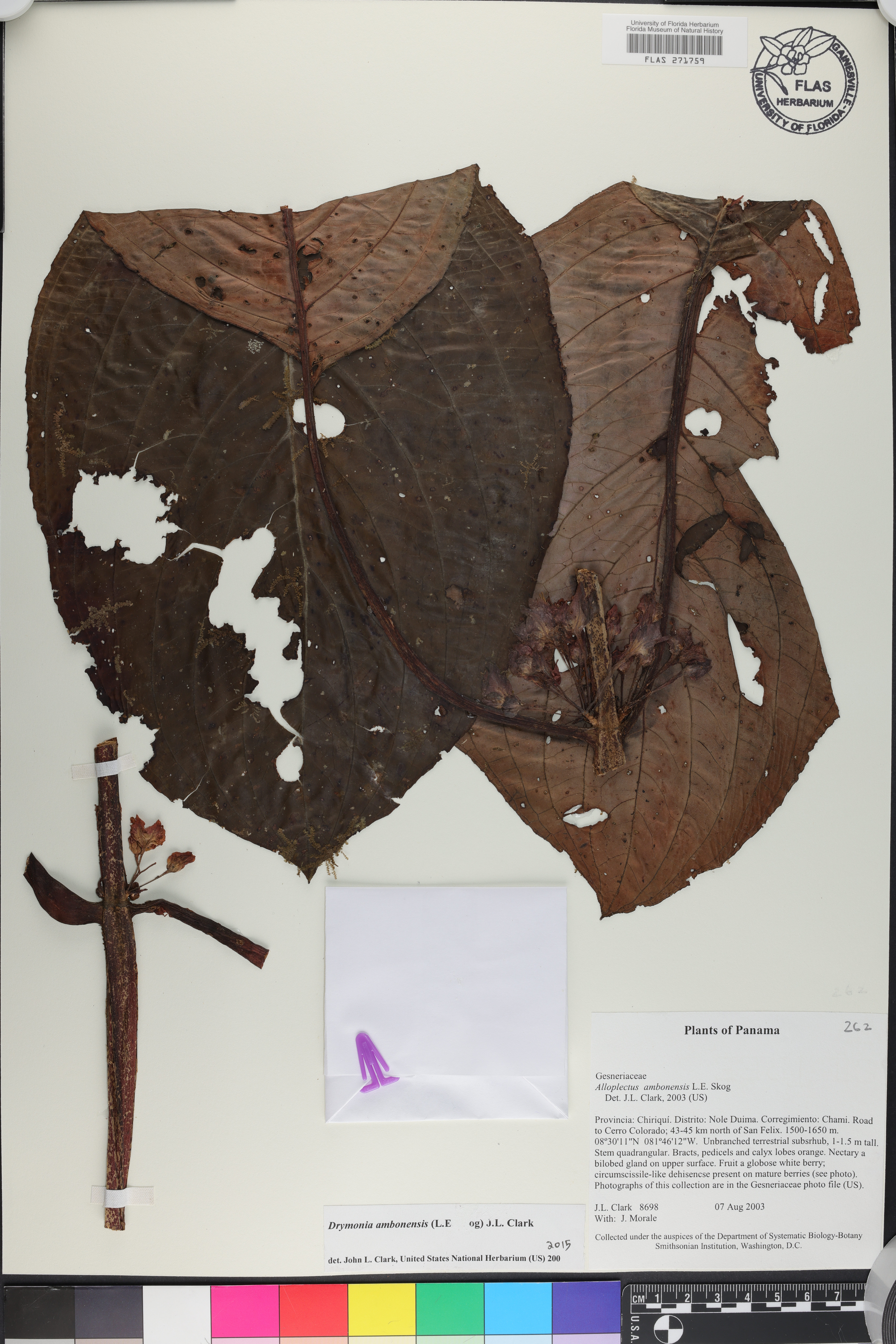 Drymonia ambonensis image