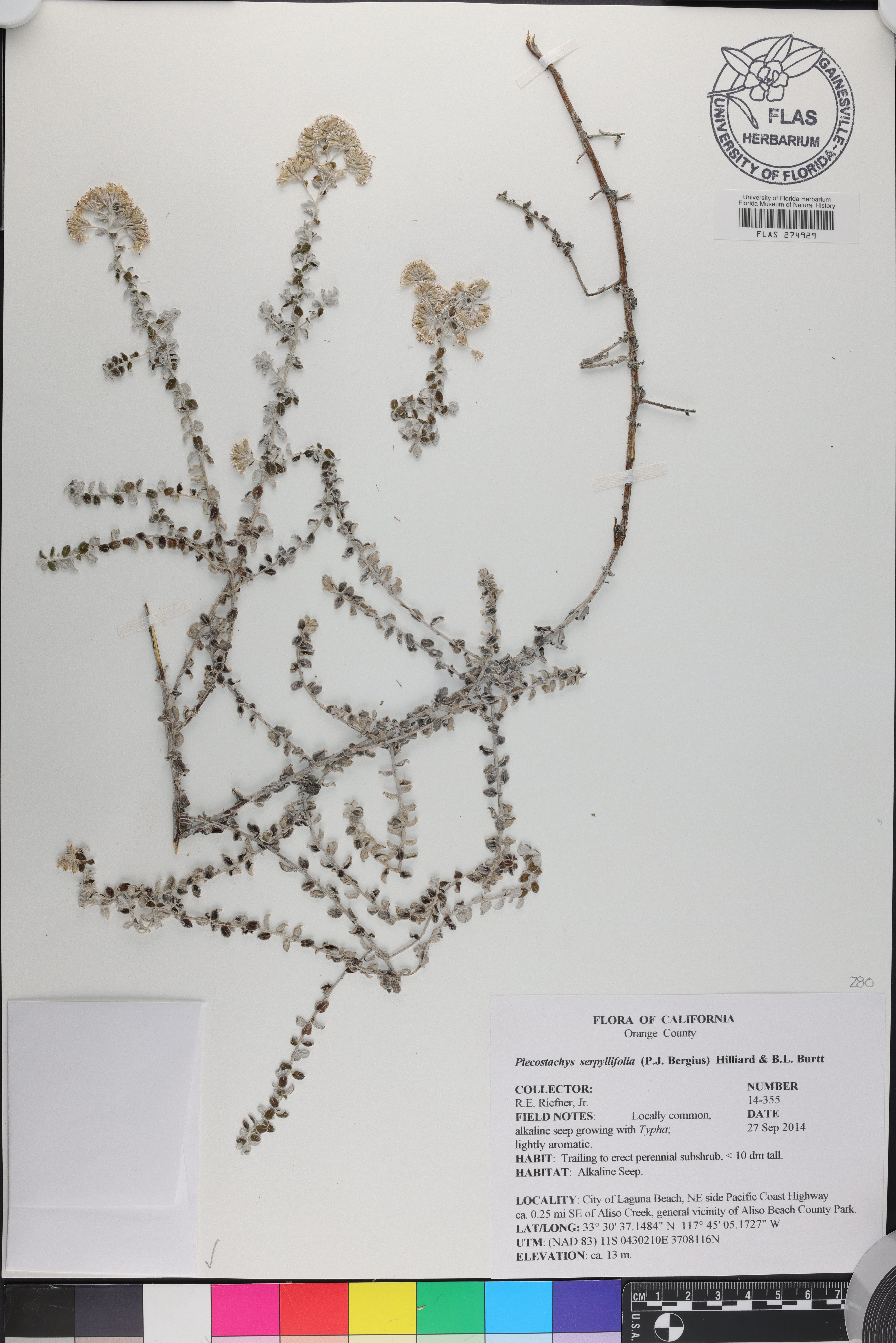Plecostachys serpyllifolia image