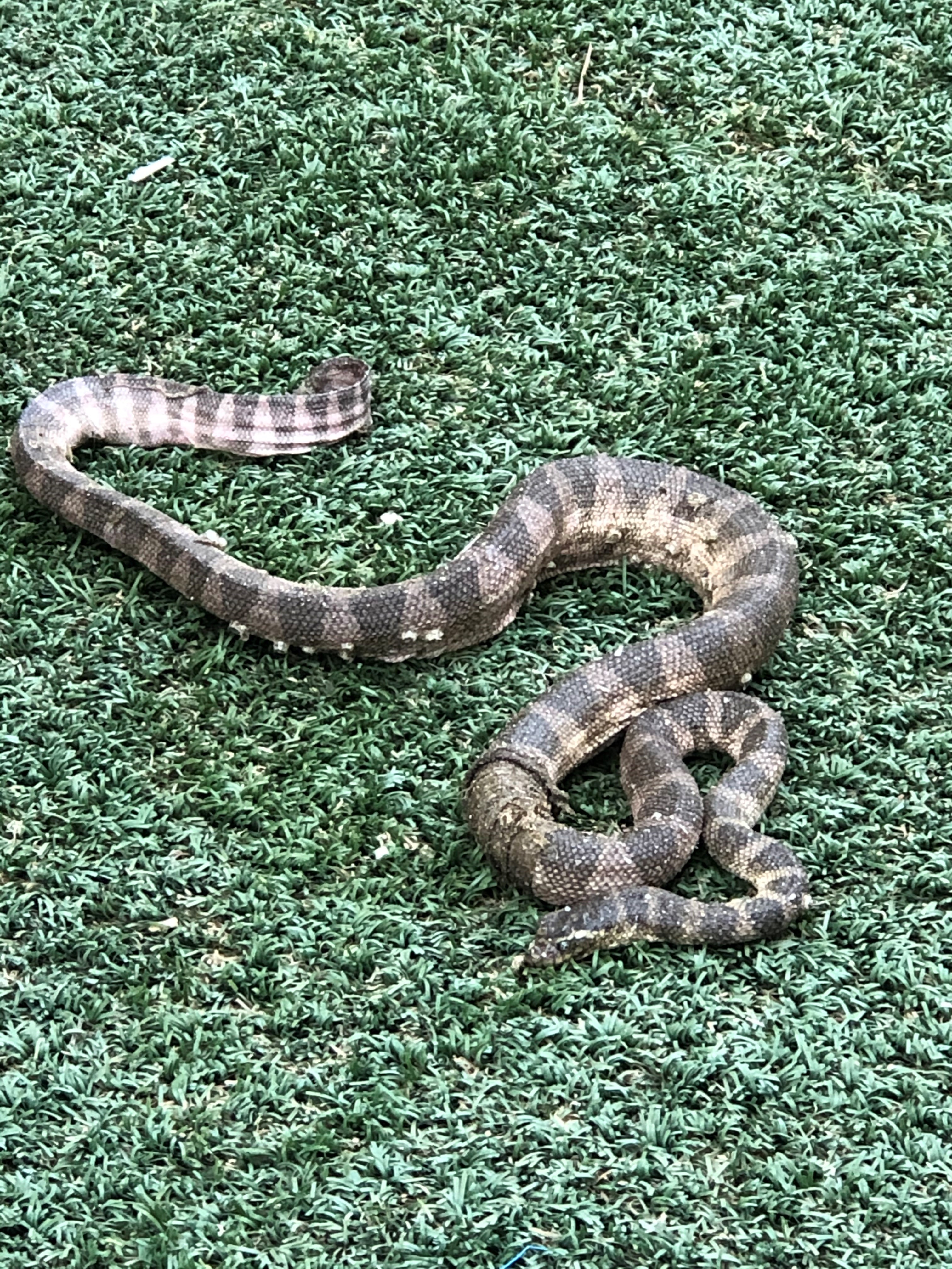Hydrophis lapemoides