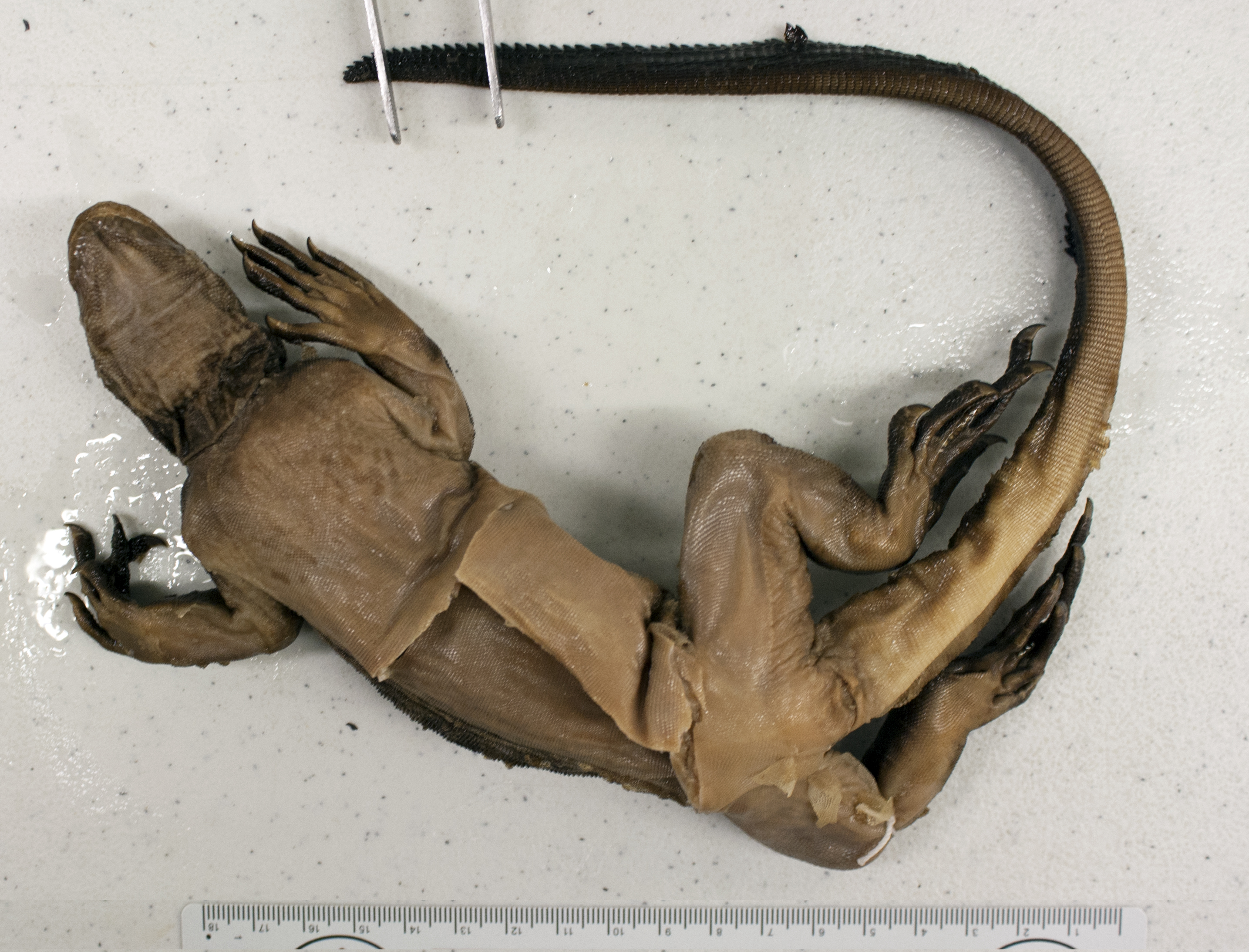 Amblyrhynchus cristatus image