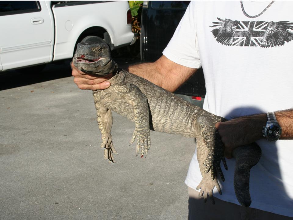 Varanus albigularis ionidesi thumbnail
