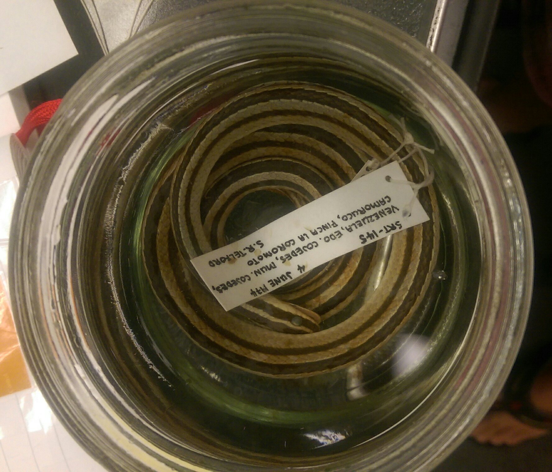 Philodryas chamissonis