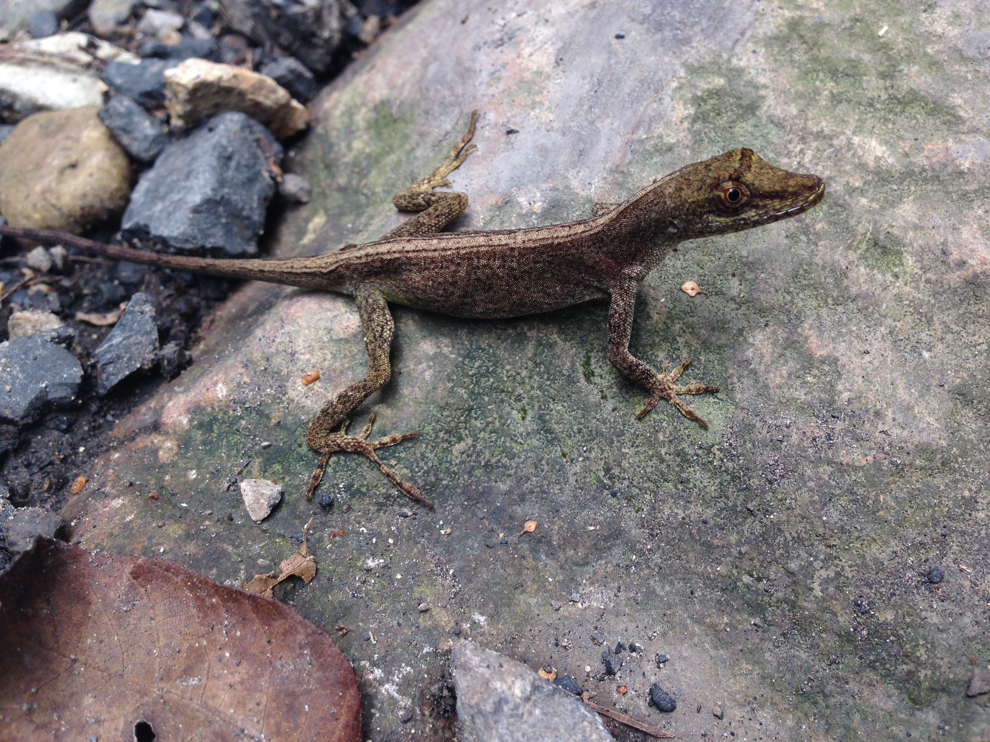 Anolis antonii thumbnail