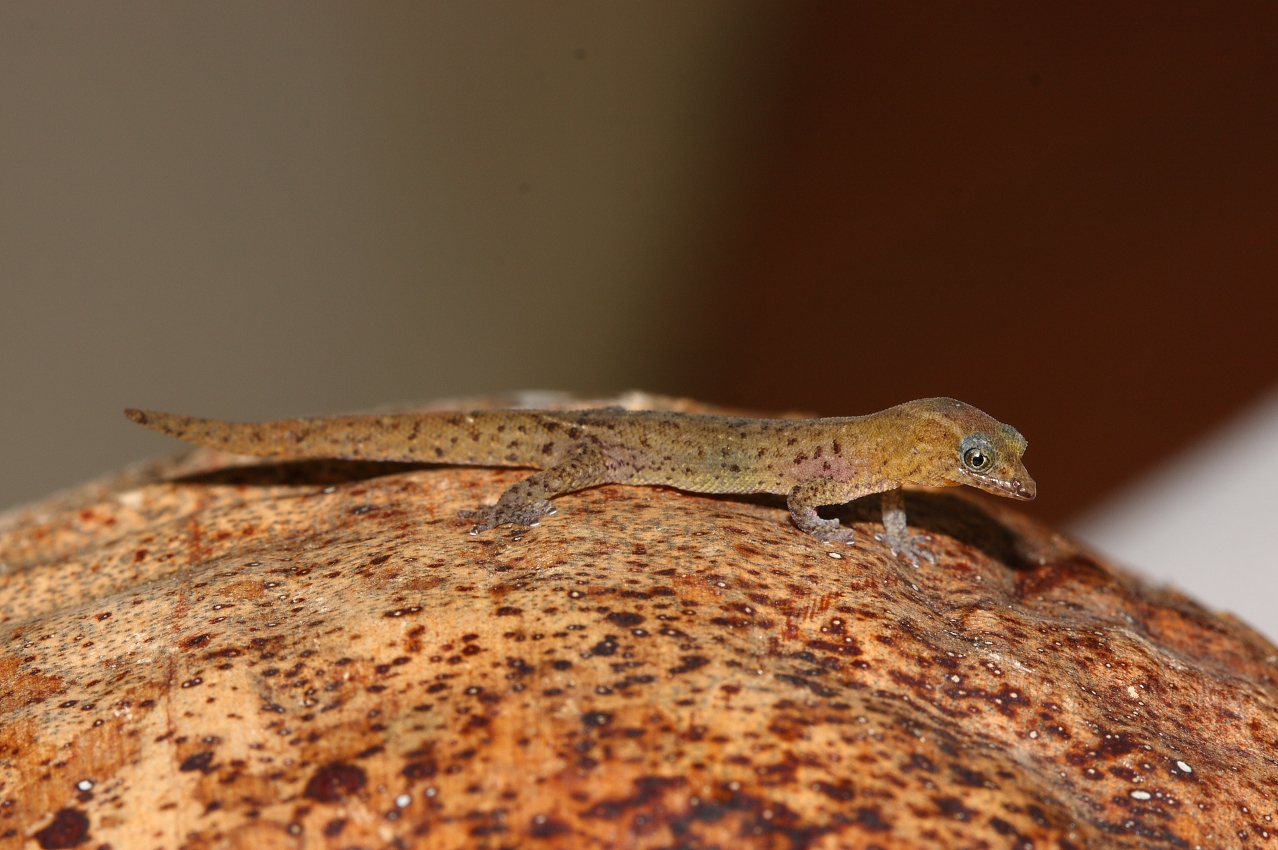 Sphaerodactylus kirbyi thumbnail