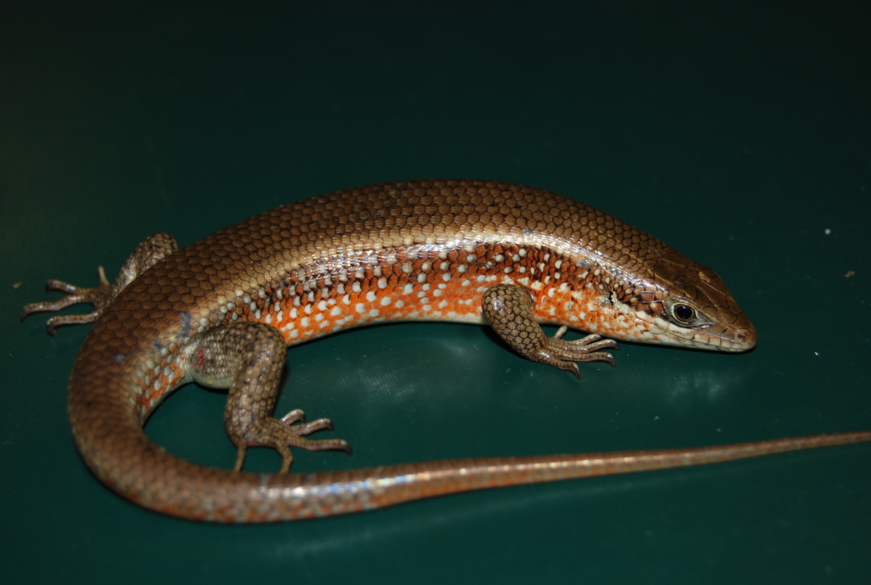 Trachylepis perrotetii image