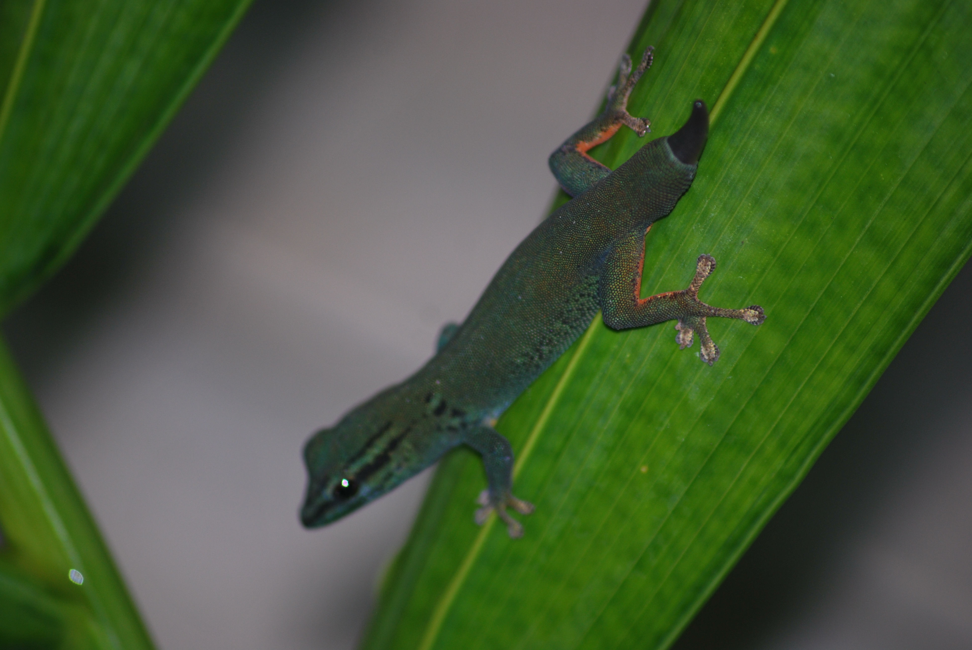 Lygodactylus williamsi image