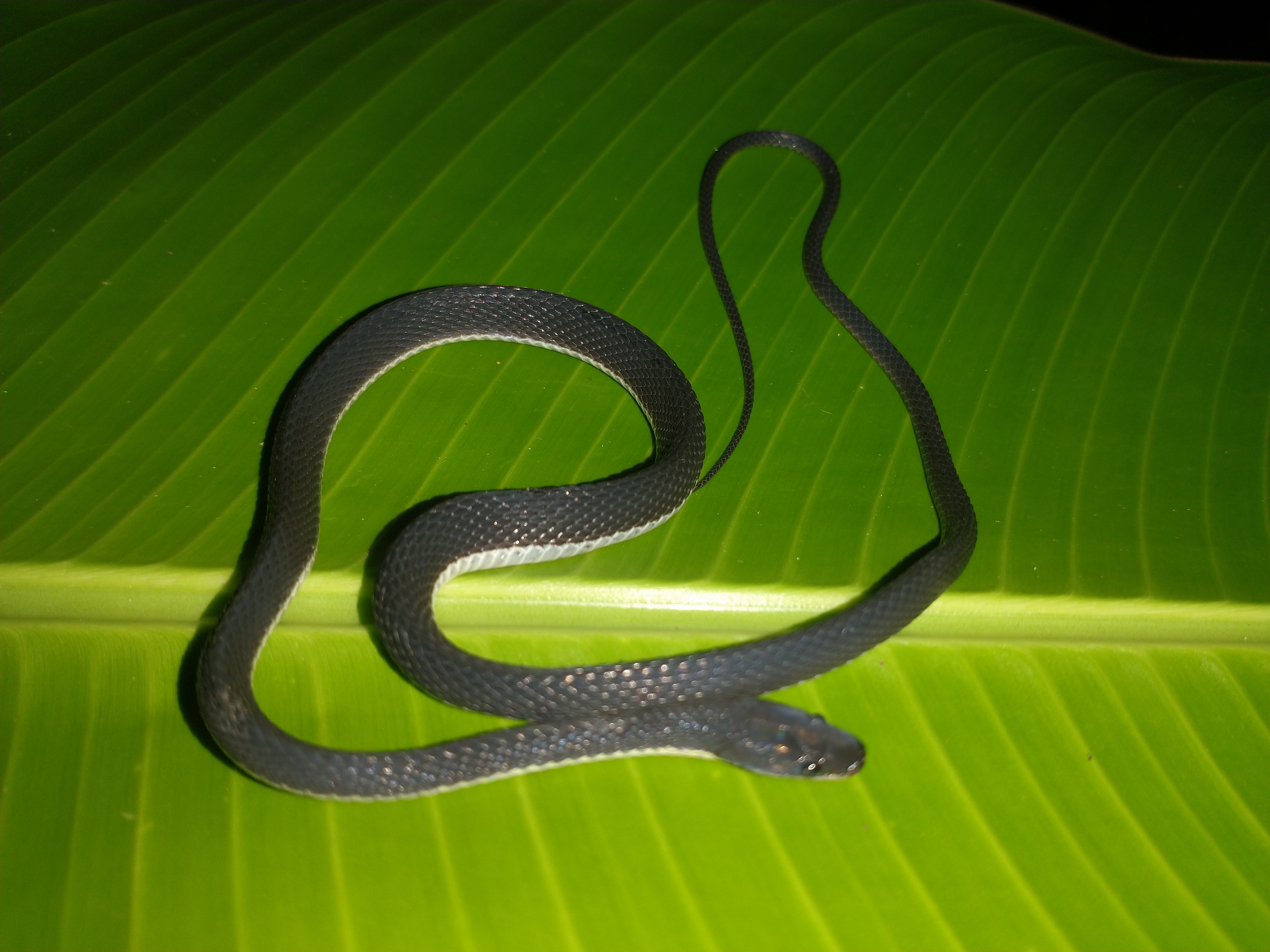 Synophis lasallei thumbnail