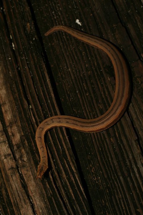 Homalopsidae image