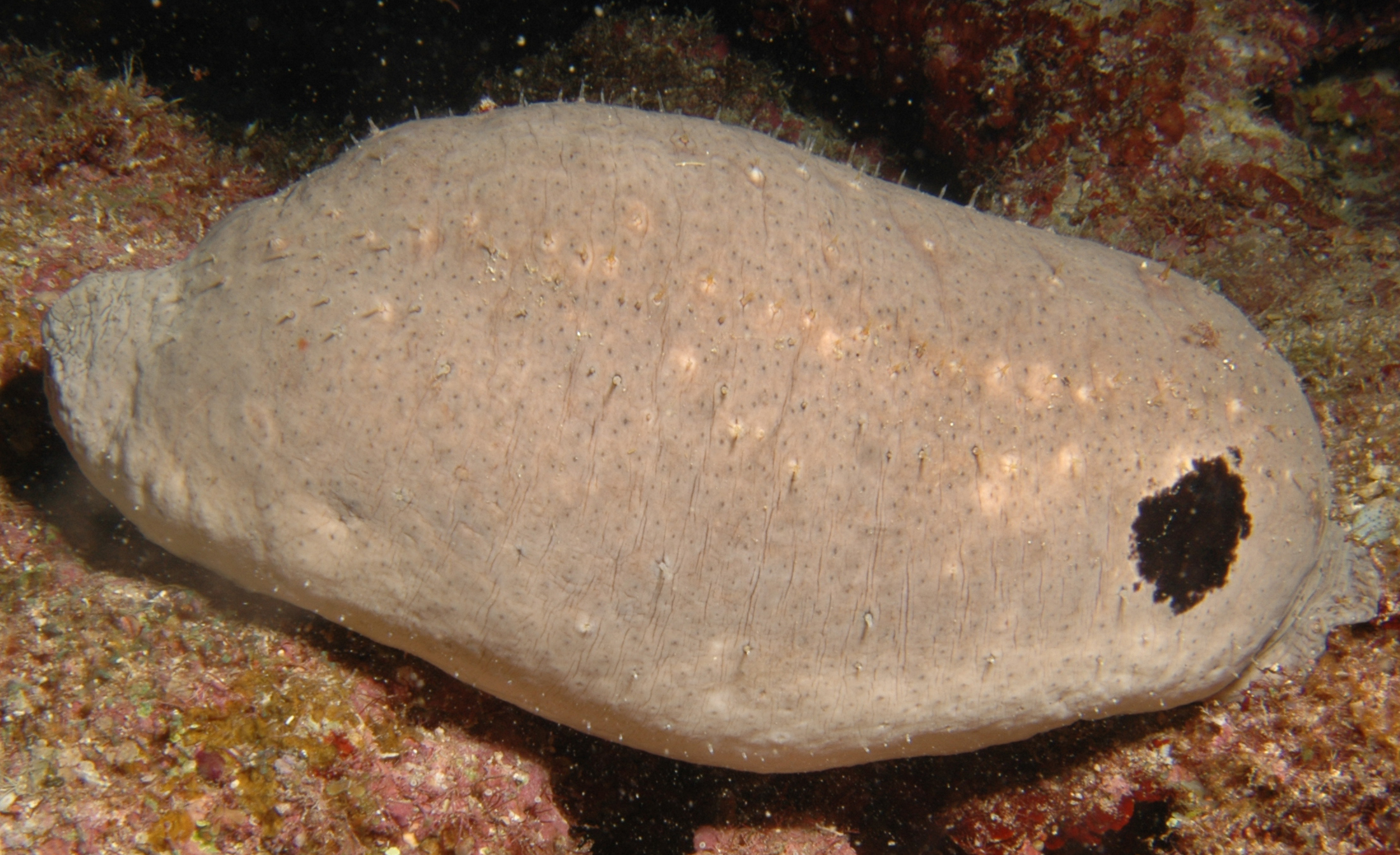 Actinopyga lecanora