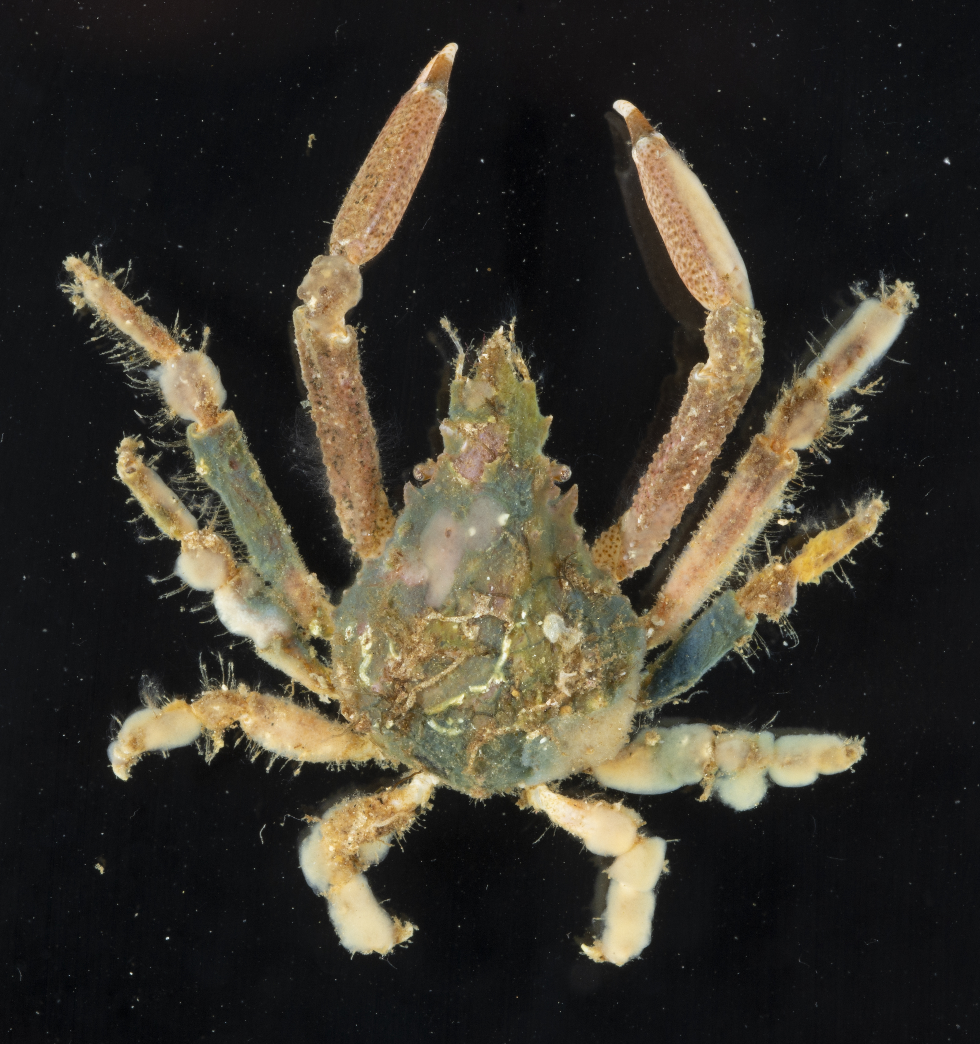 Menaethiops