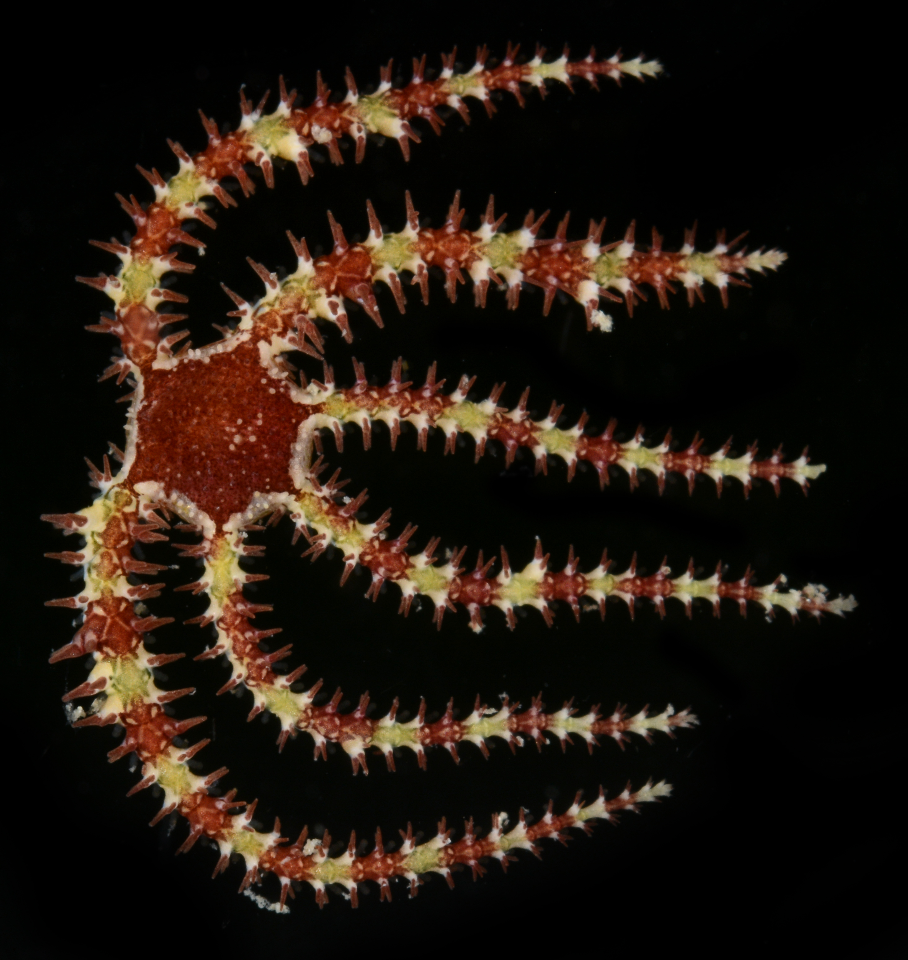 Ophiocomella ophiactoides image