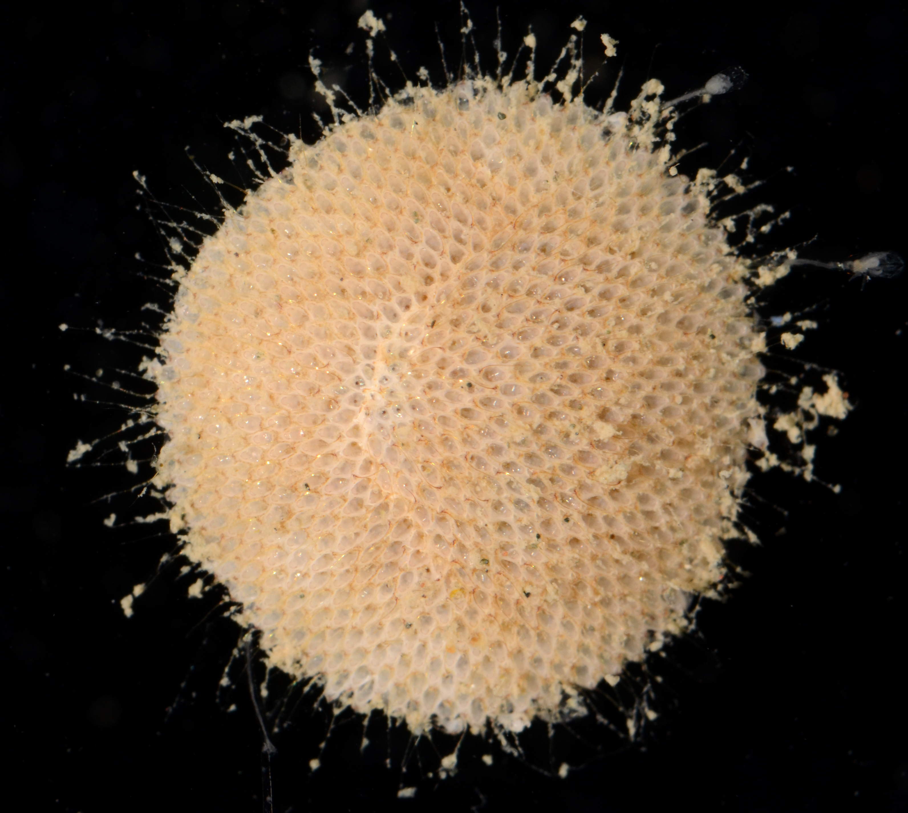 Cupuladria