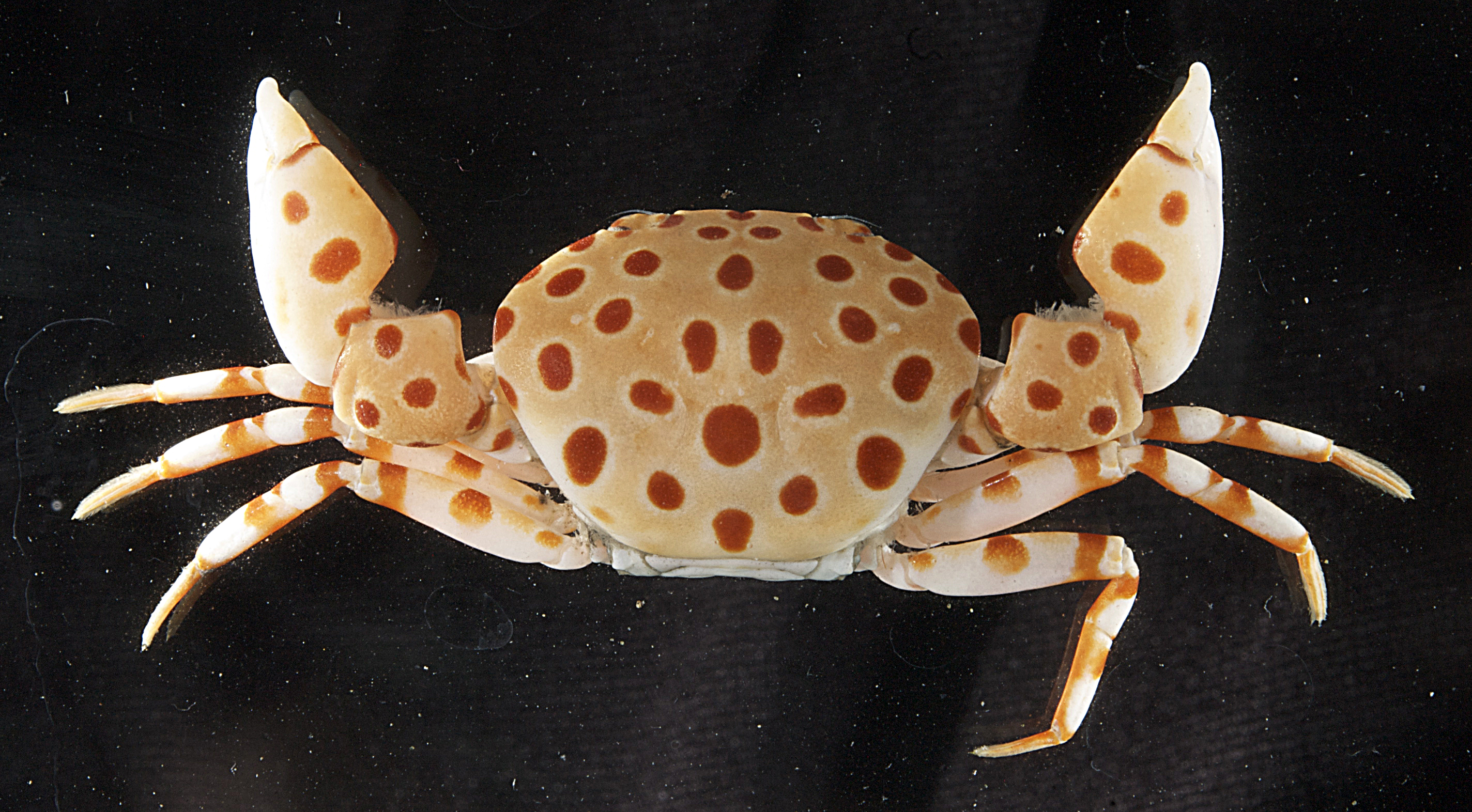 Liagore rubromaculata