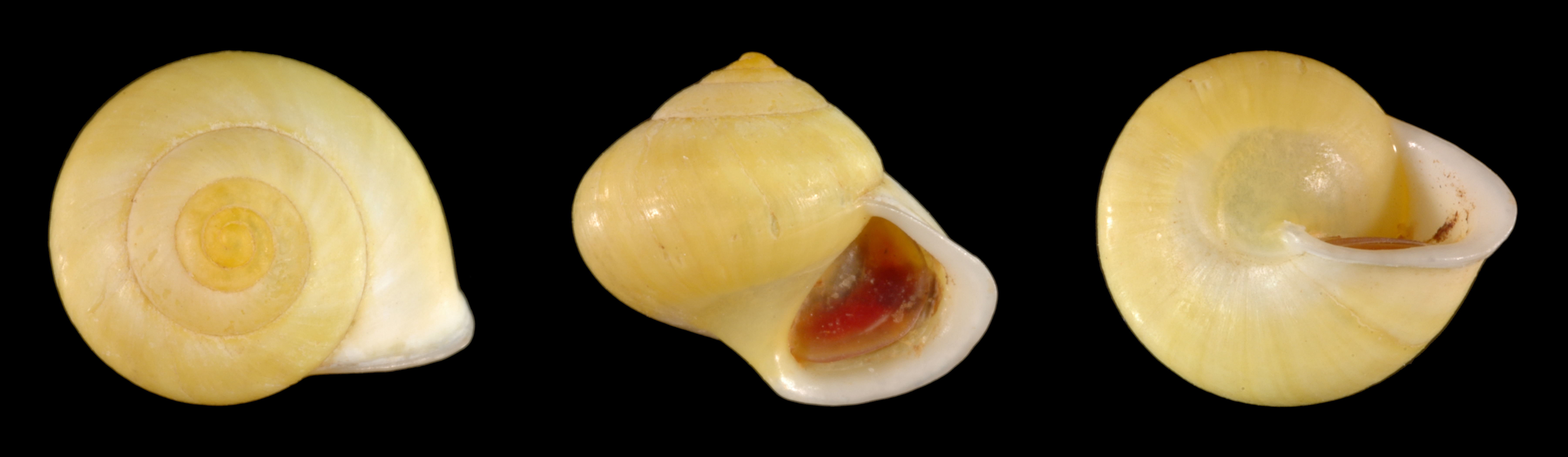 Pleuropoma