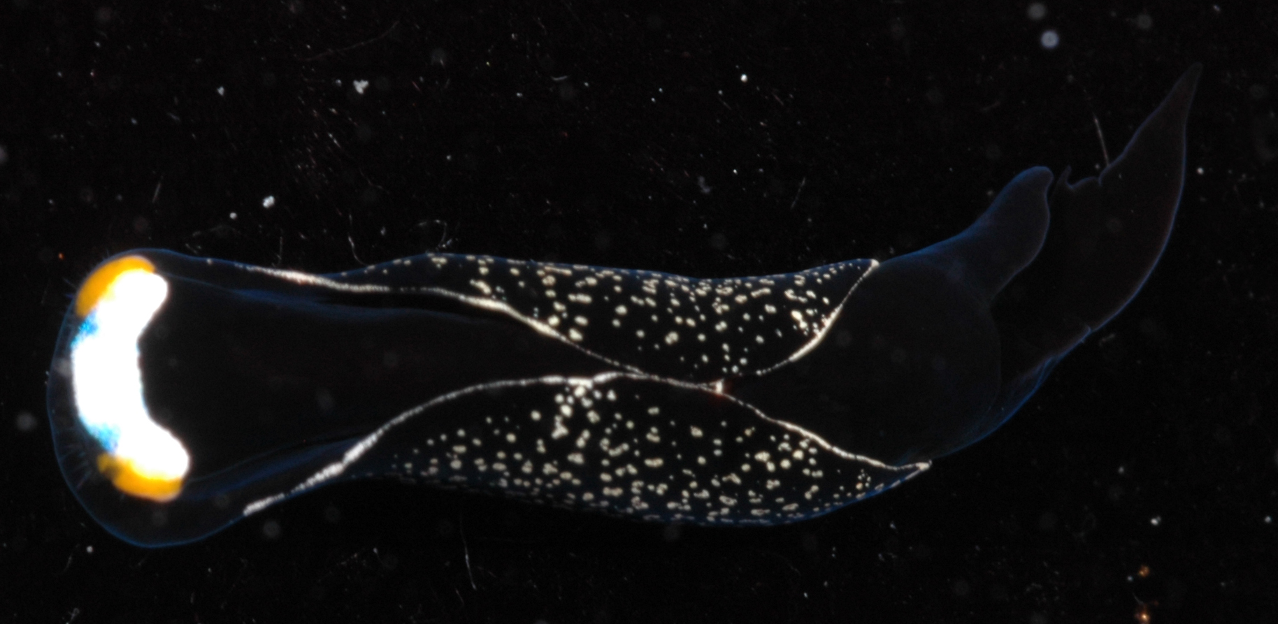 Chelidonura inornata thumbnail