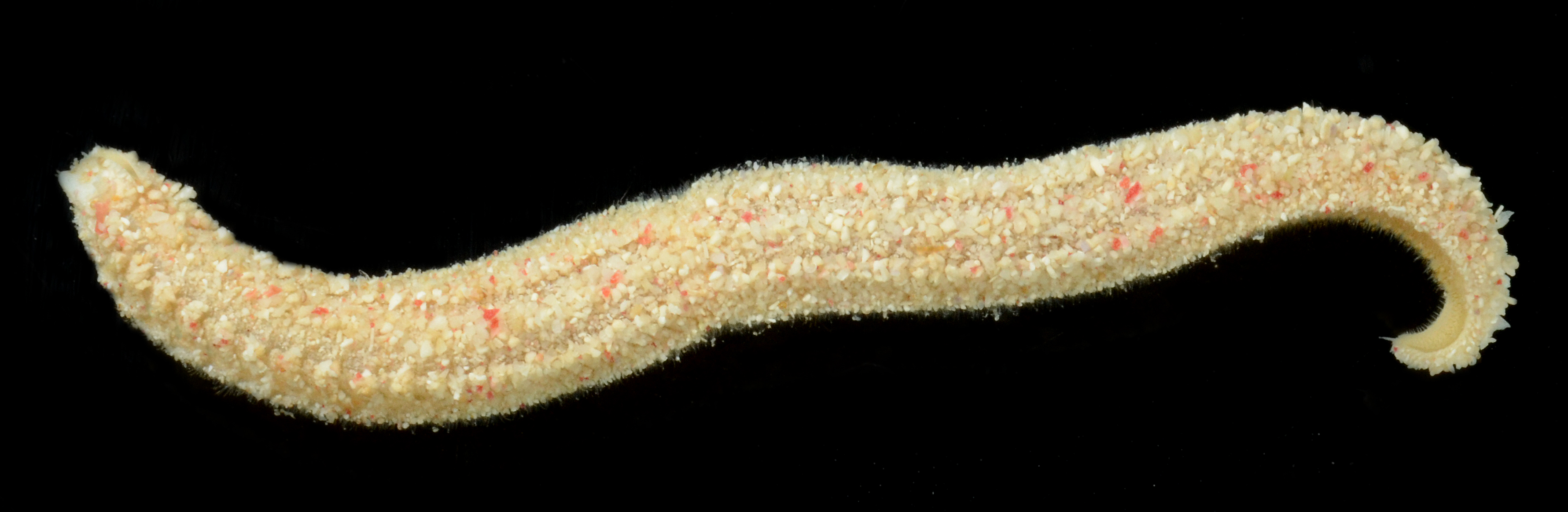 Phyllochaetopterus ramosus image