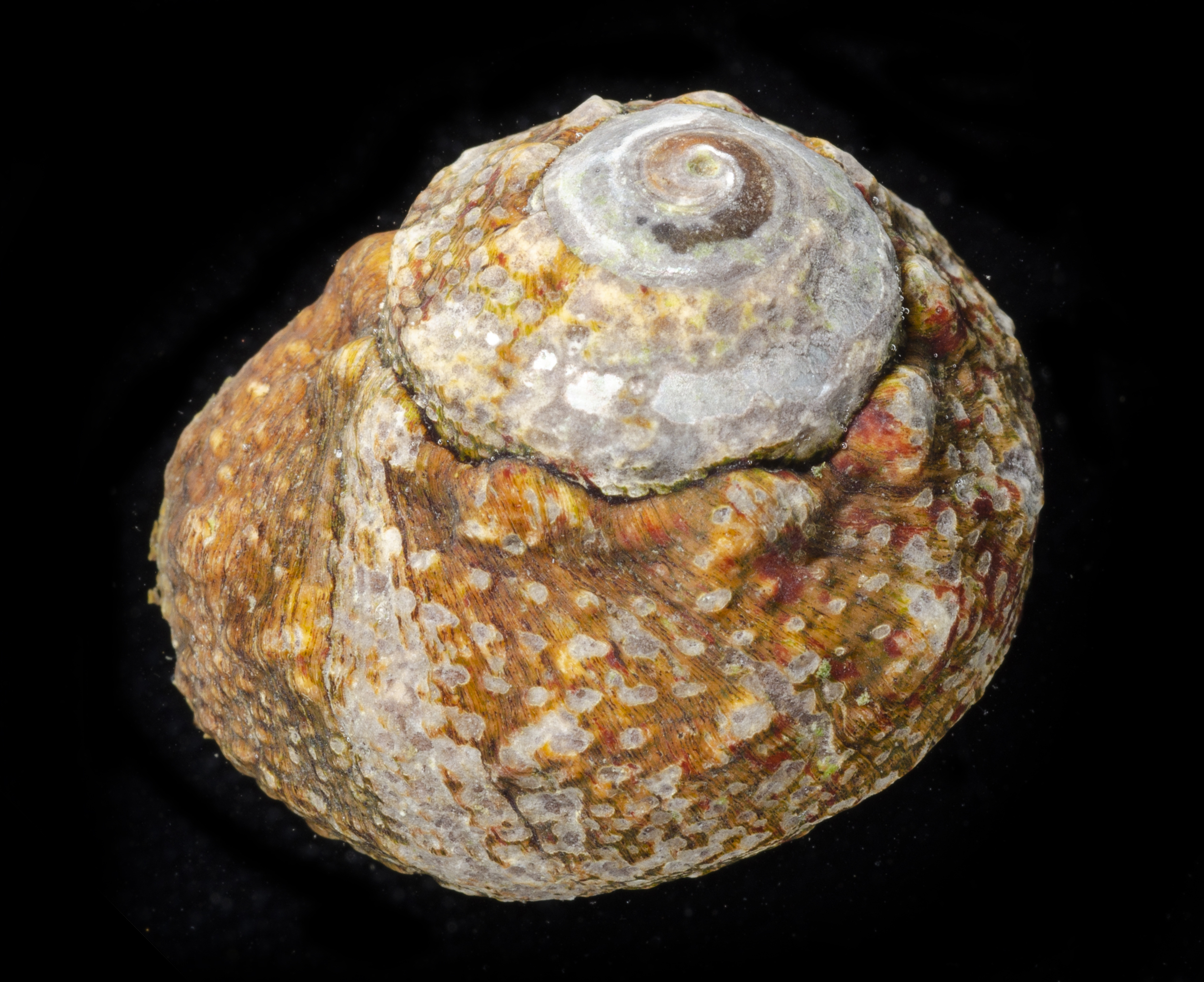 Lunella granulata