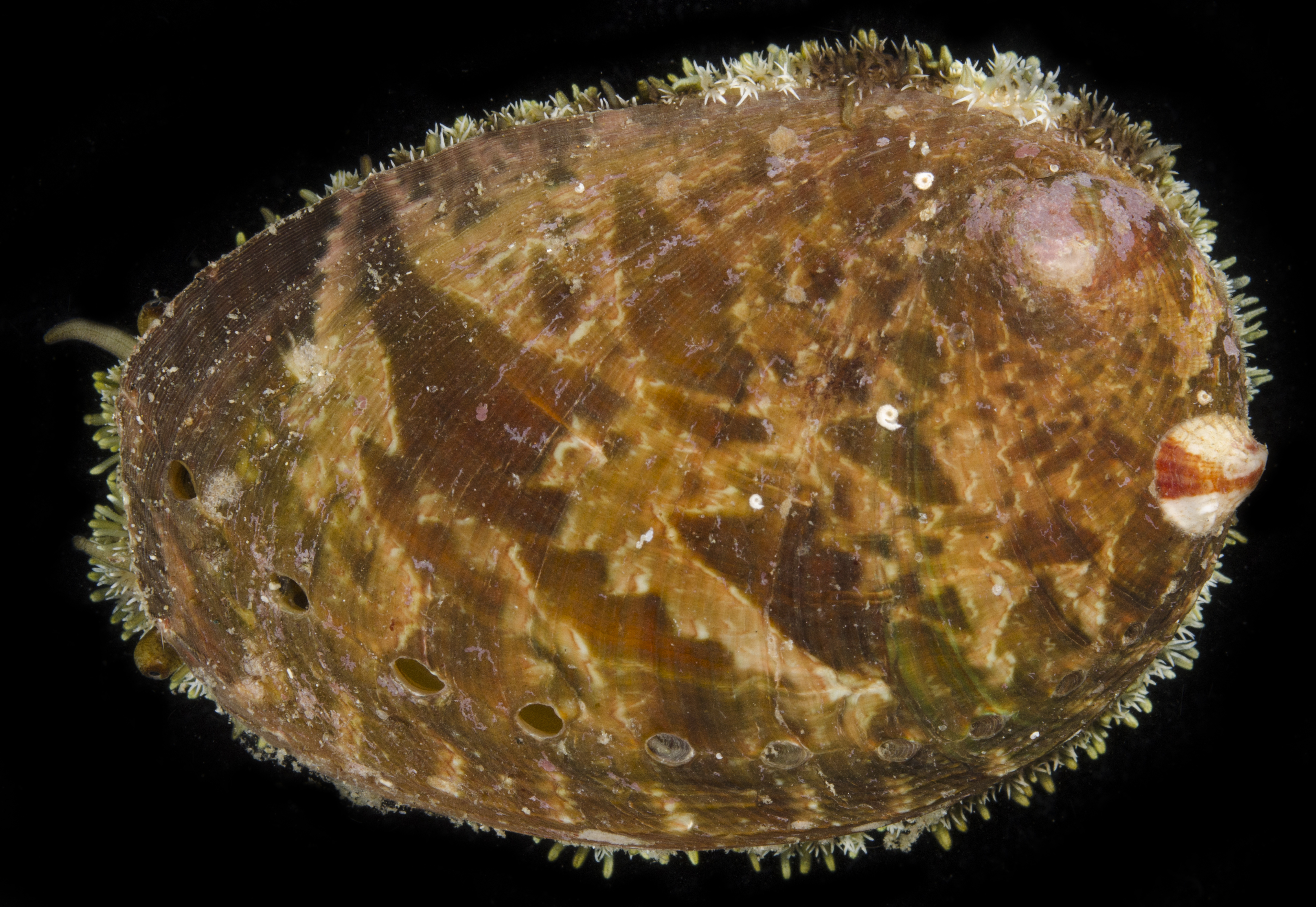 Haliotis glabra