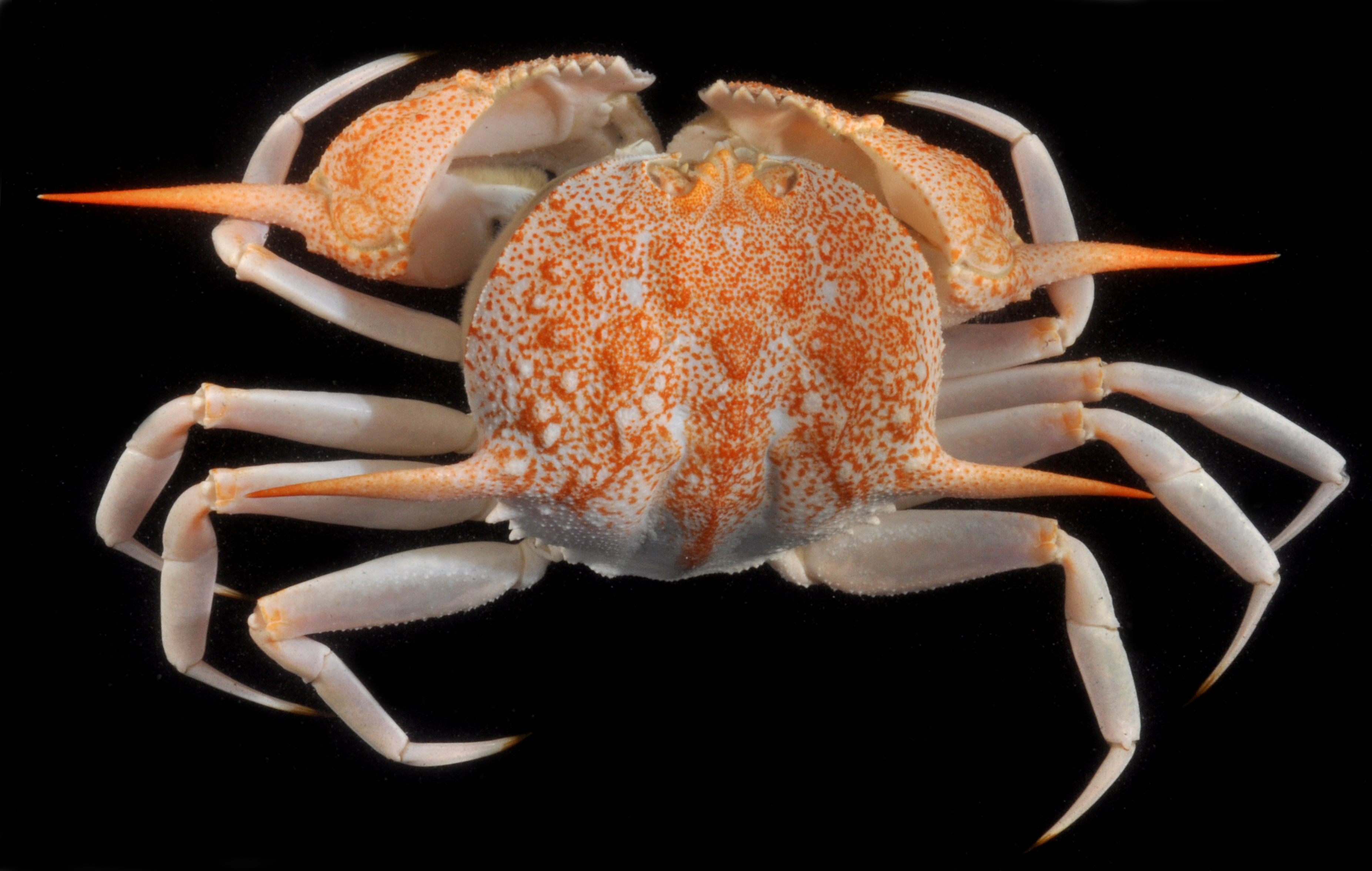 Acanthocarpus bispinosus
