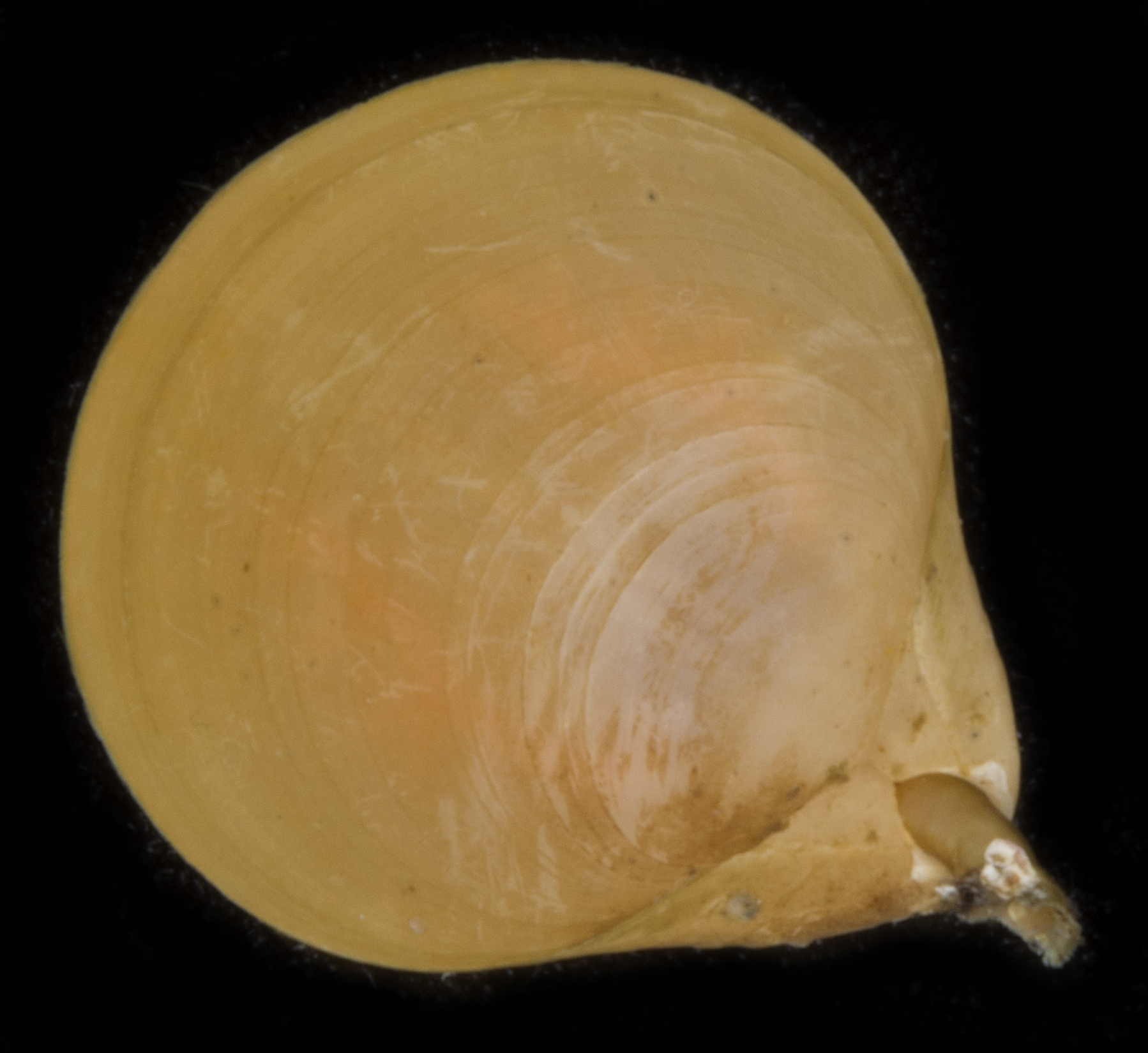 Laqueus californicus image