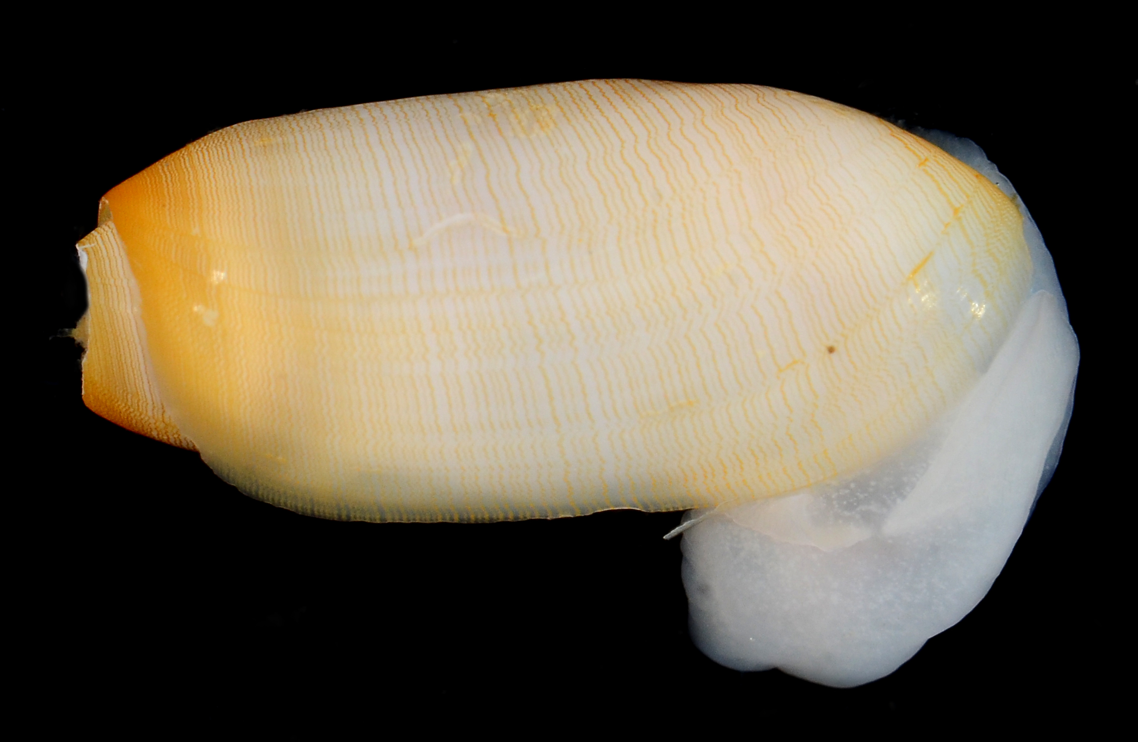 Cylichnidae