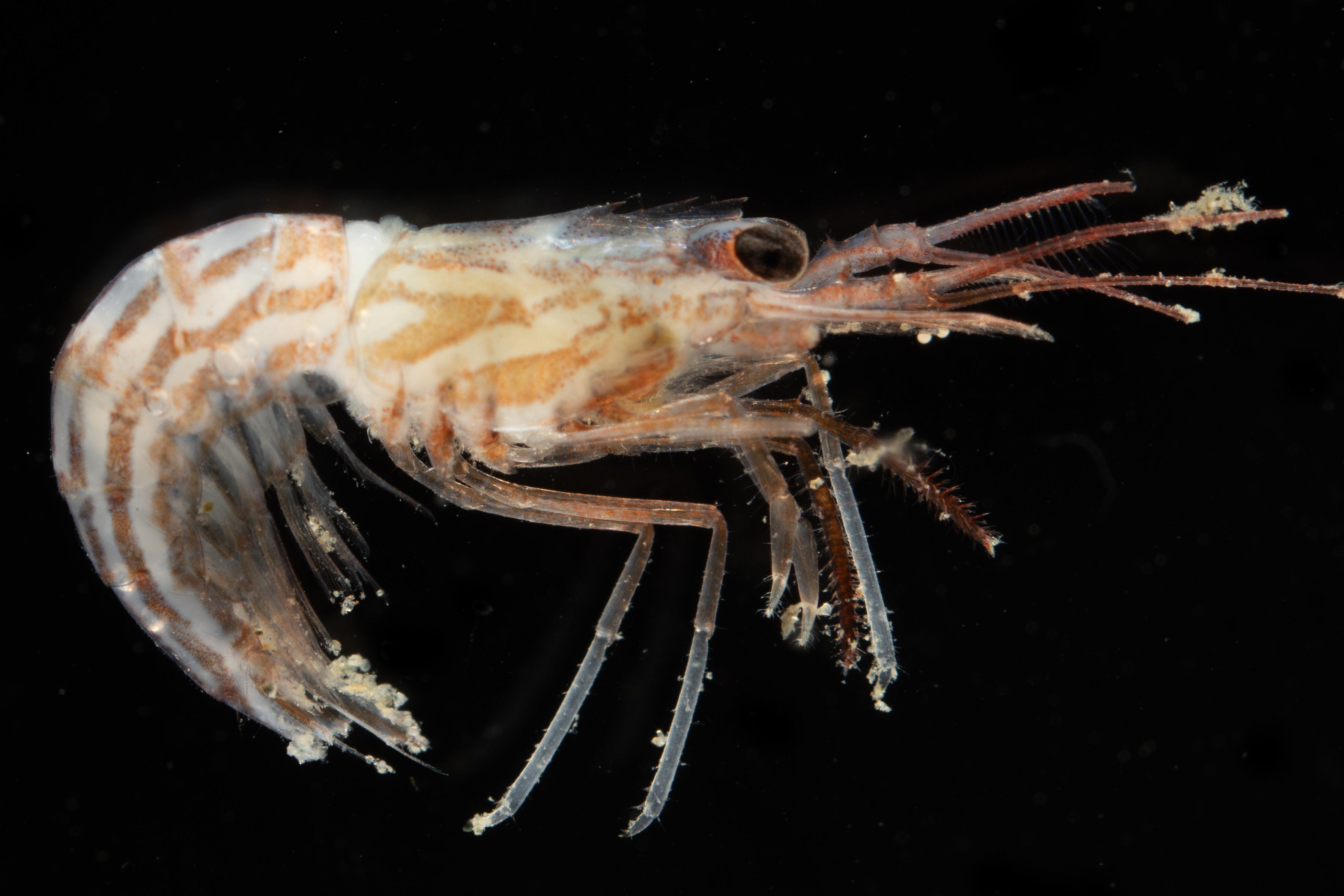 Lysmata californica thumbnail