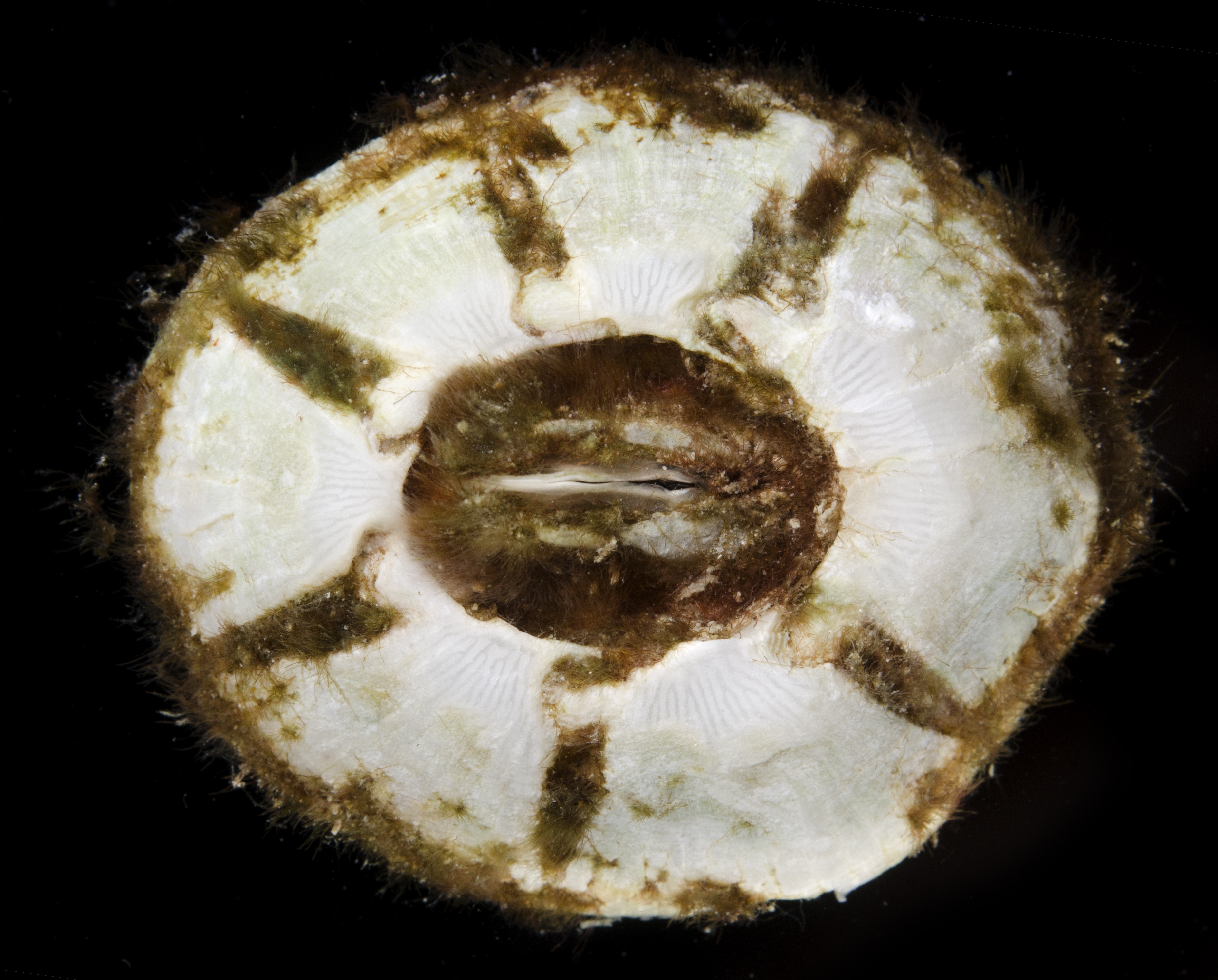 Chelonibia