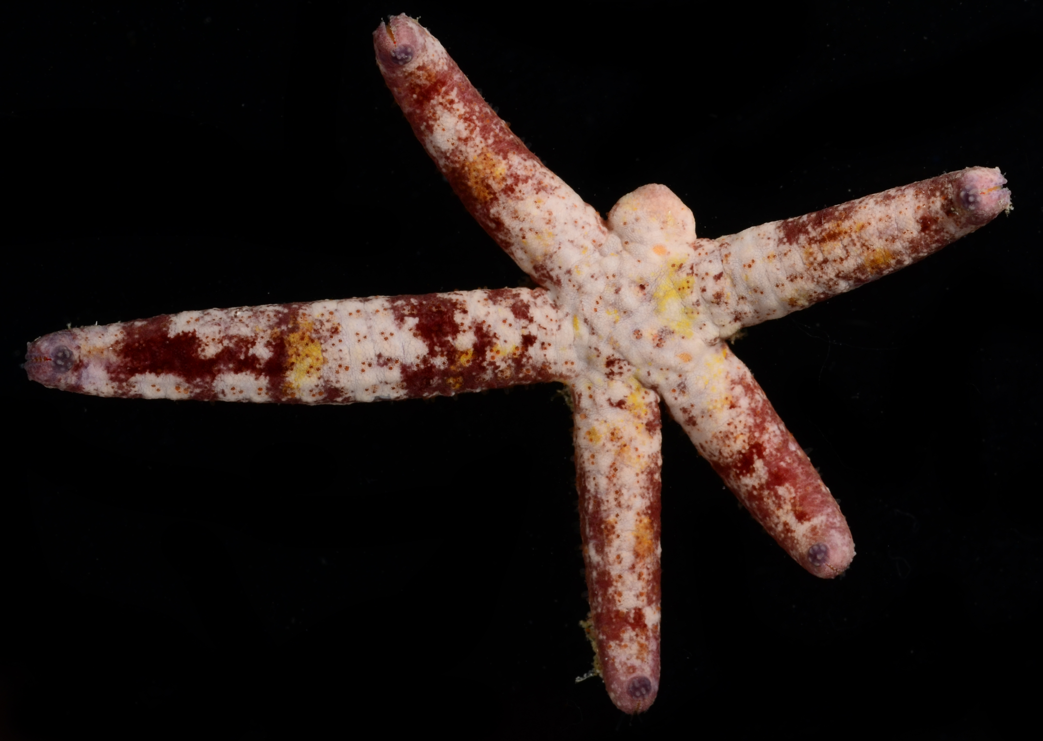 Ophidiaster cribrarius