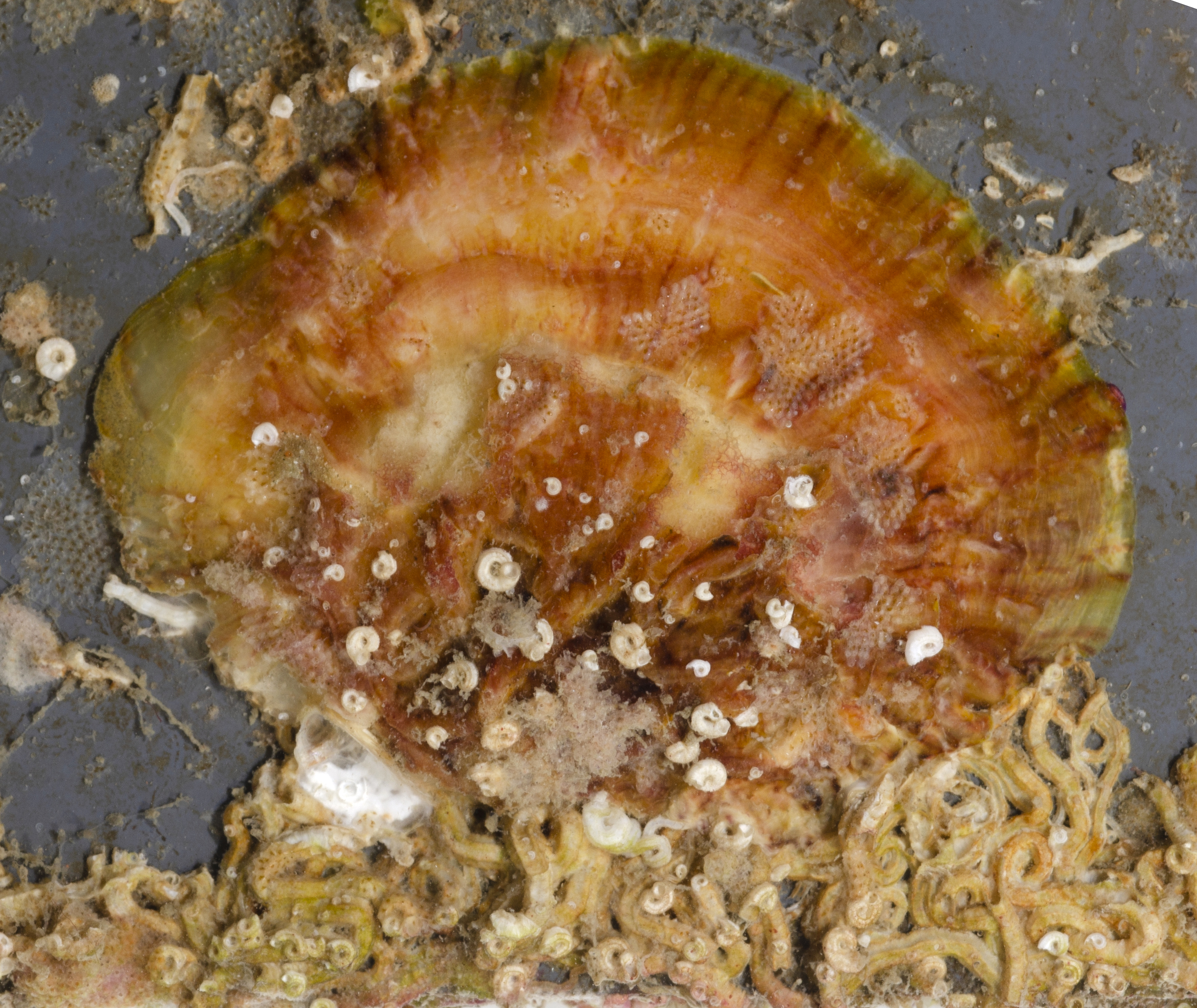 Hyotissa thumbnail