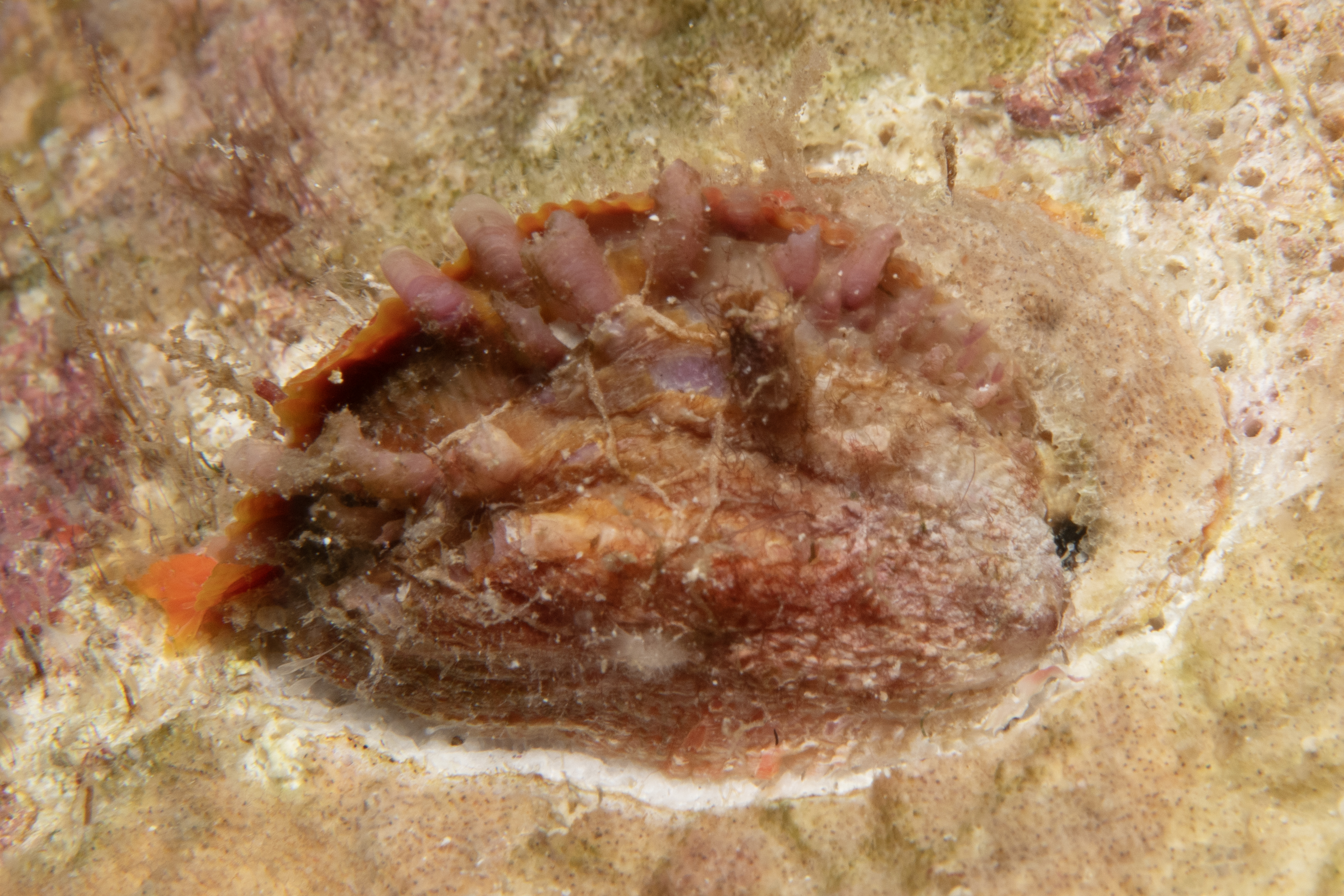 Chama pacifica